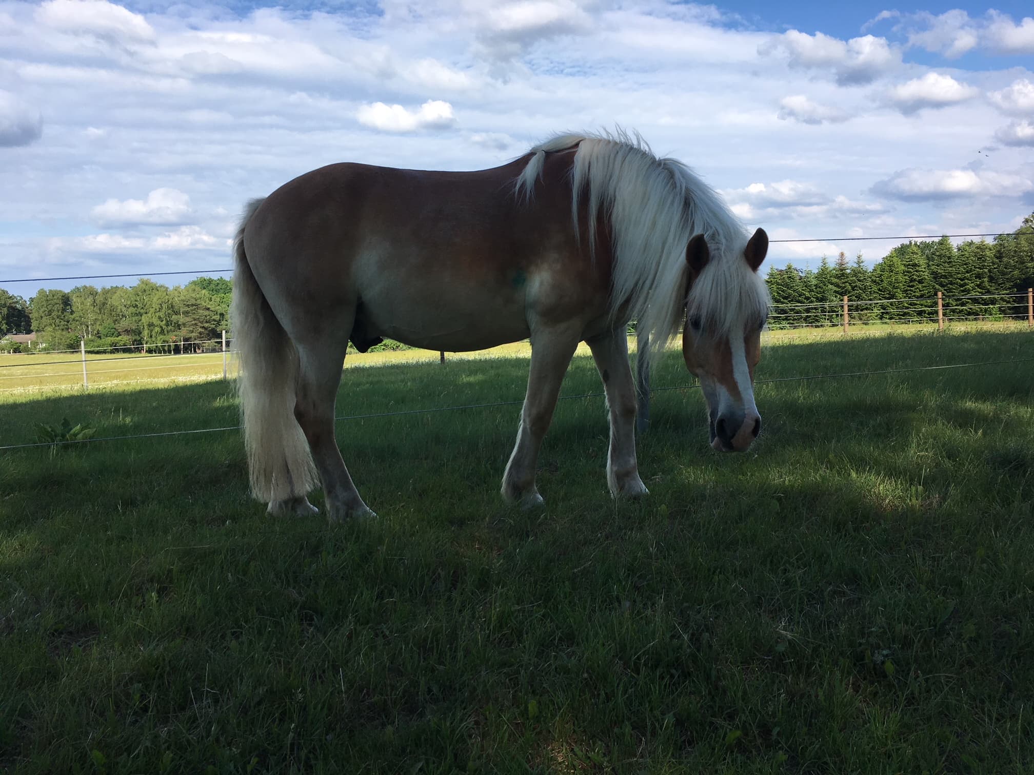 Saphir der Villa zum Wuestenschiff in Handeloh