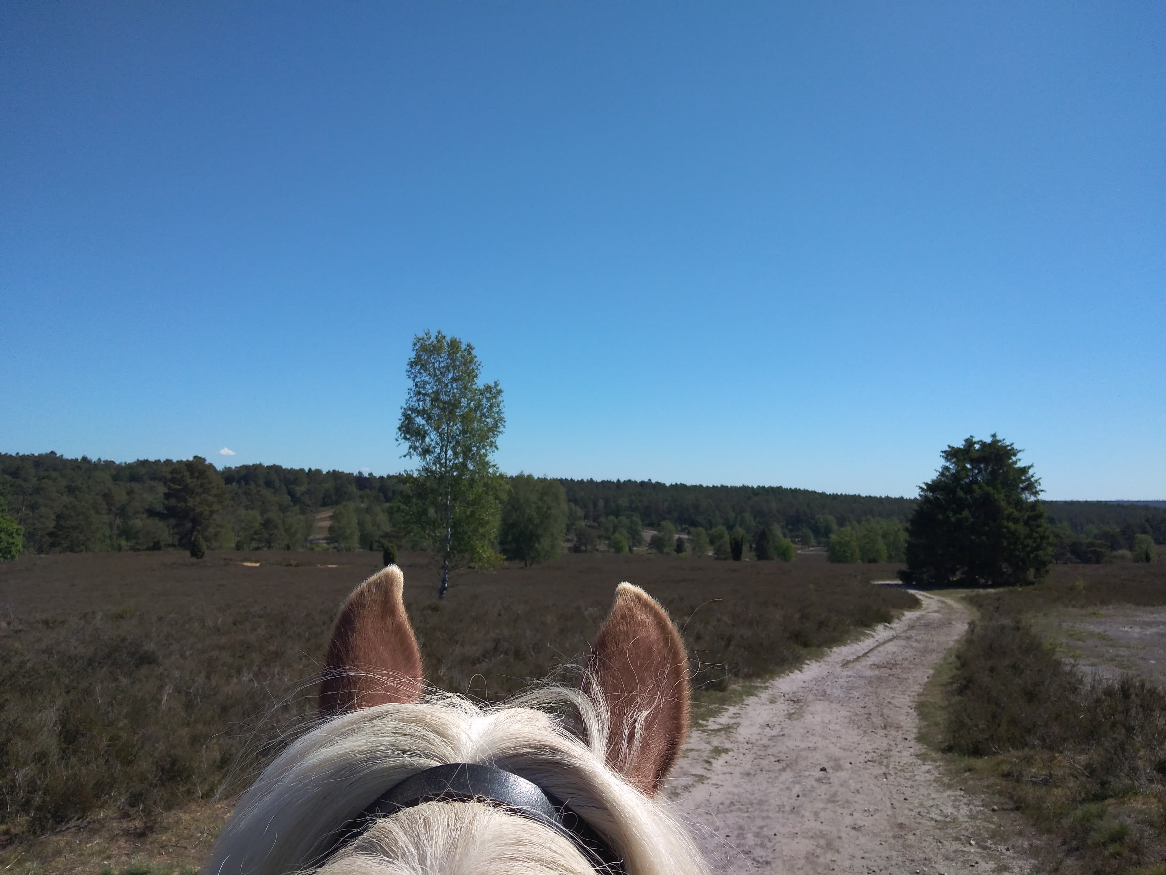 Ausblick beim Büsenbachtal in der Umgebung der Villa zum Wuestenschiff in Handeloh