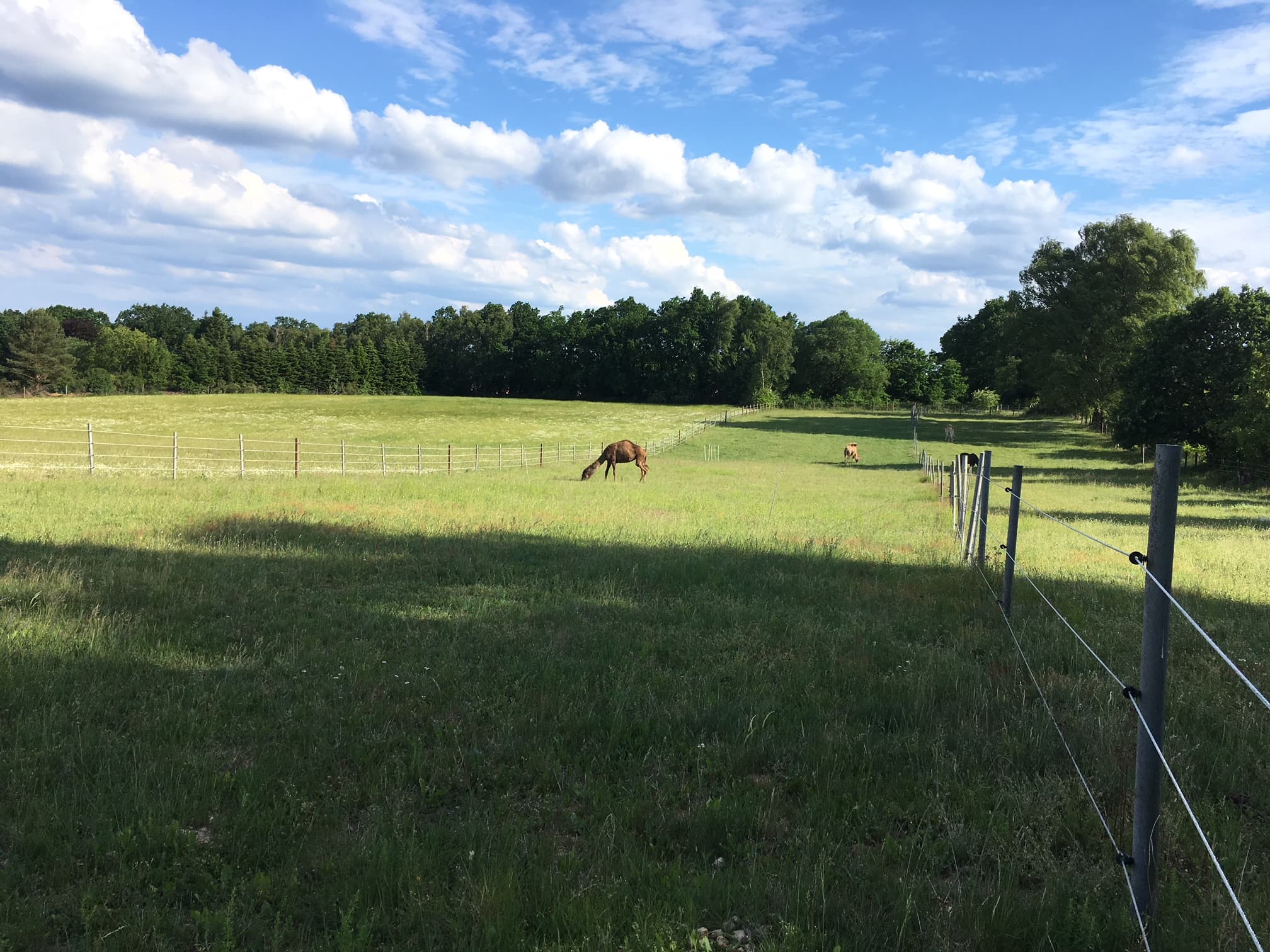 Aralie auf der Weide der Villa zum Wuestenschiff in Handeloh