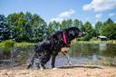 Campingpark Hüttensee Hundewiese mit Teich