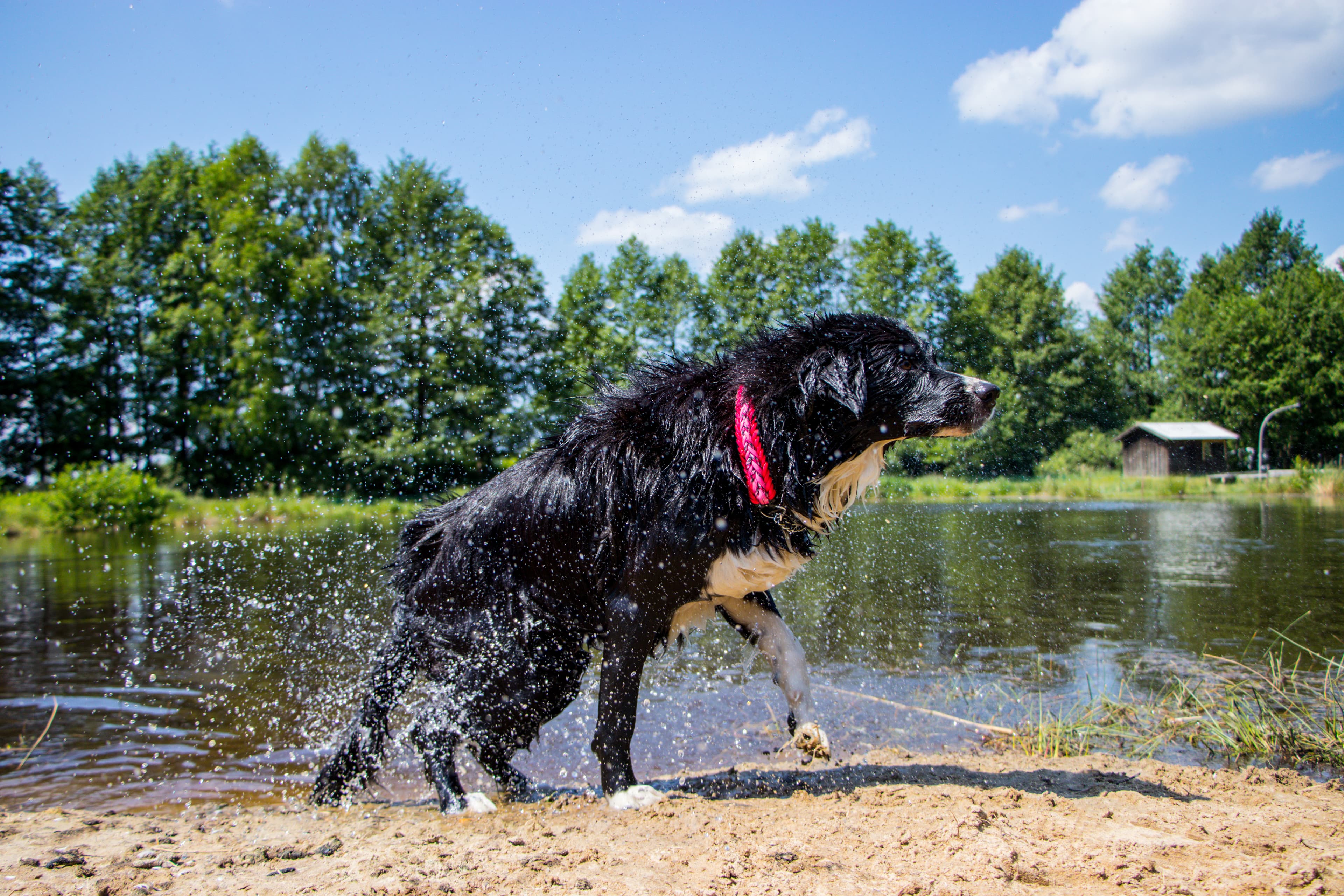 Hundewiese mit Teich des Campingpark Hüttensee in Winsen