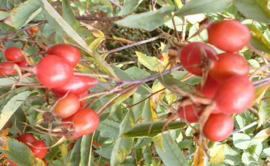 Heidjer Ferien - Tom olen Stien