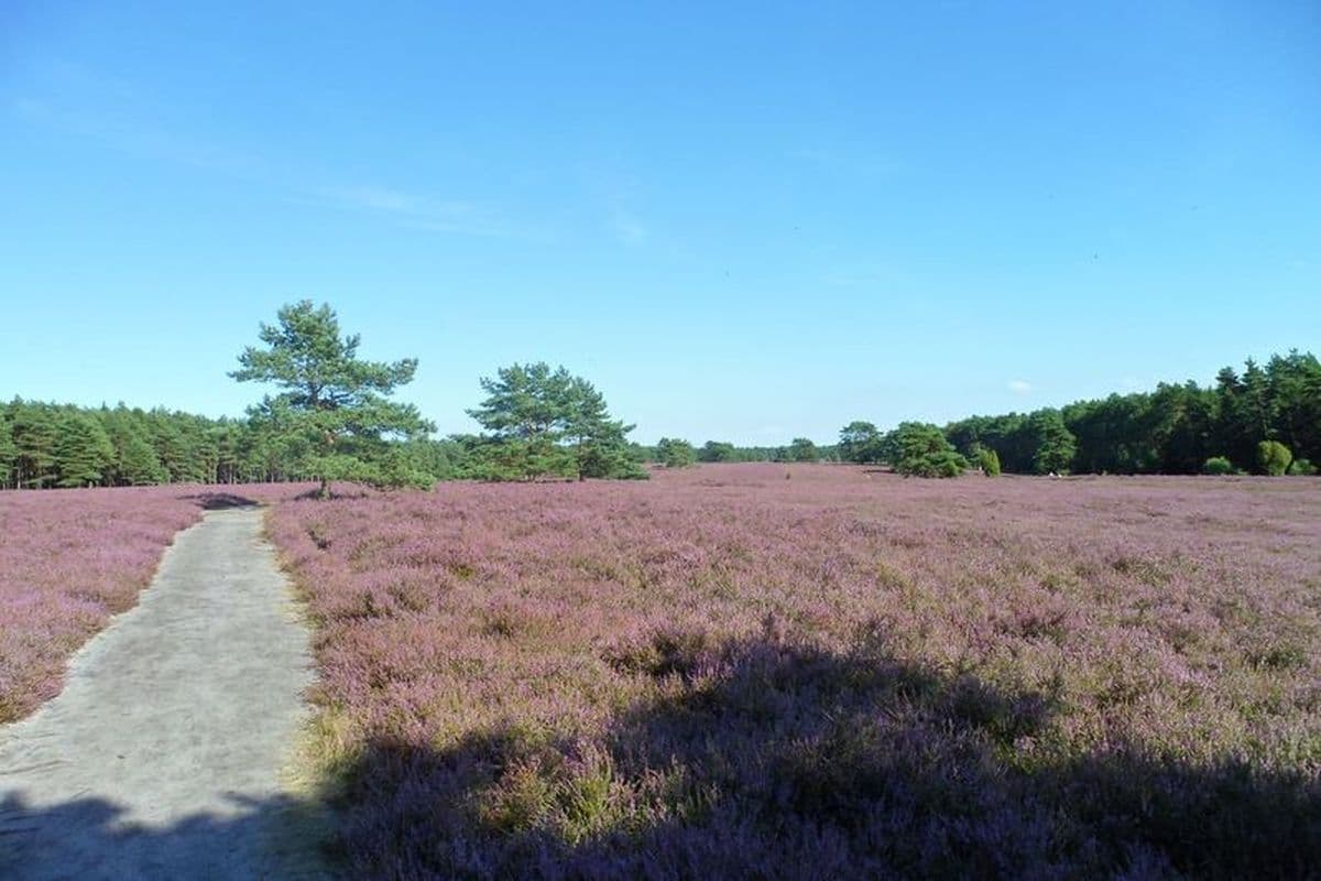 Wanderweg durch die blühende Heide