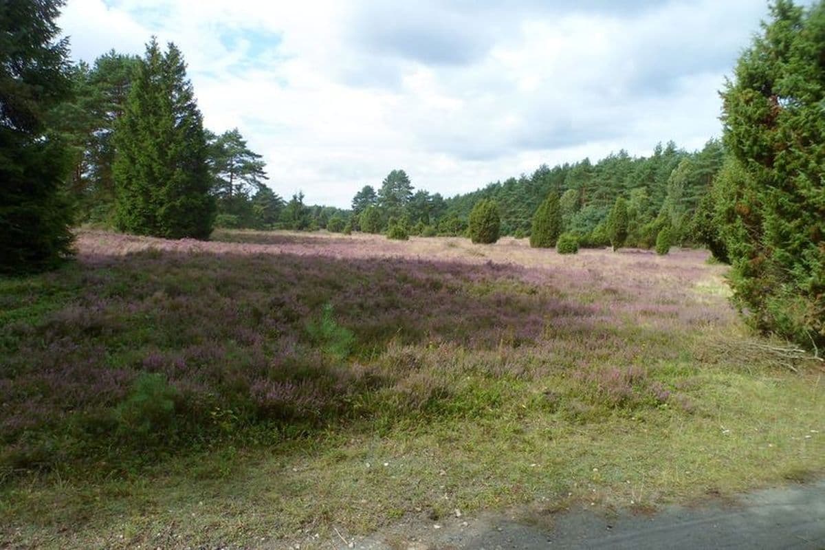 Heidefläche im Naturpark Südheide