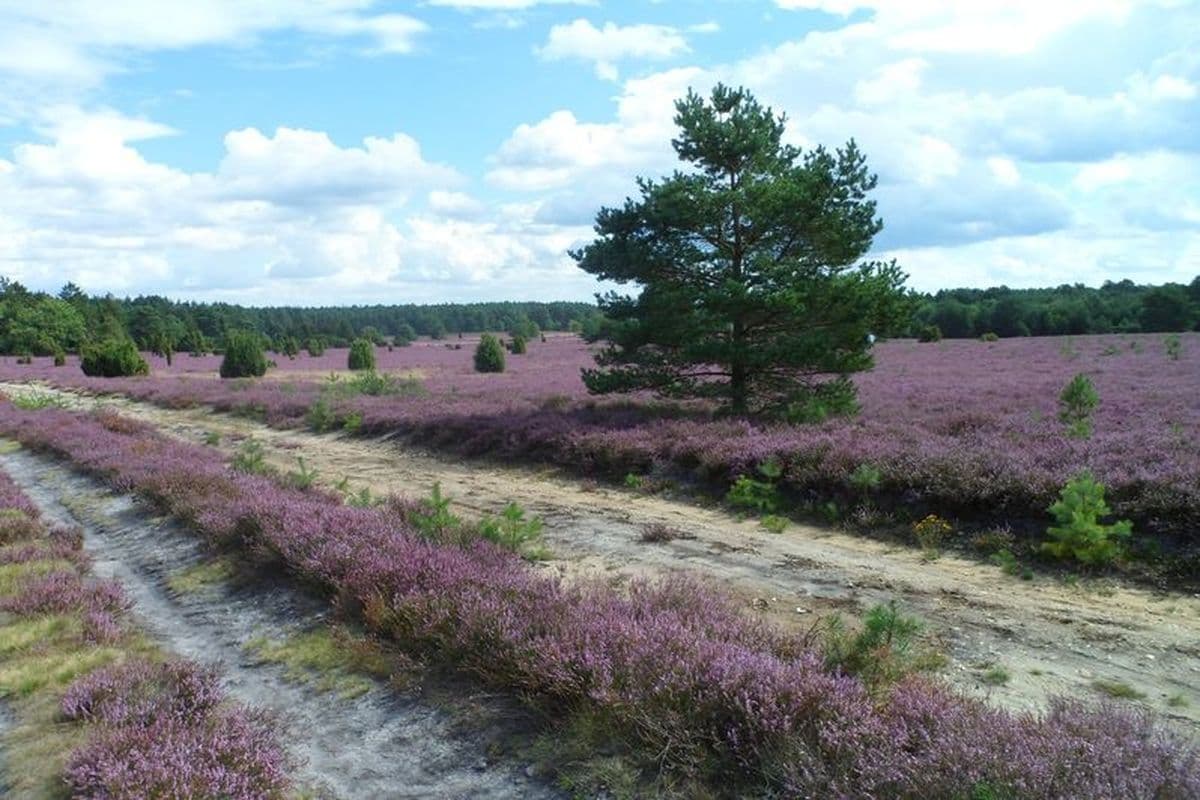 Wanderweg im Naturpark Südheide