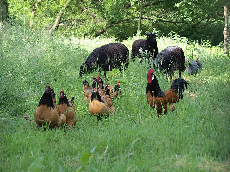 Heidschnucken und Hahn Willi Ferienwohnung Alte Bauernkate "Ponywiese"