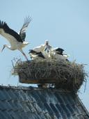 Storche auf dem Dach Elbblick Ferienwohnung