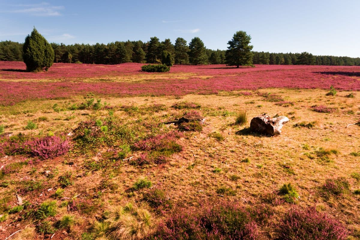 Misselhorner Heide bei Hermannsburg