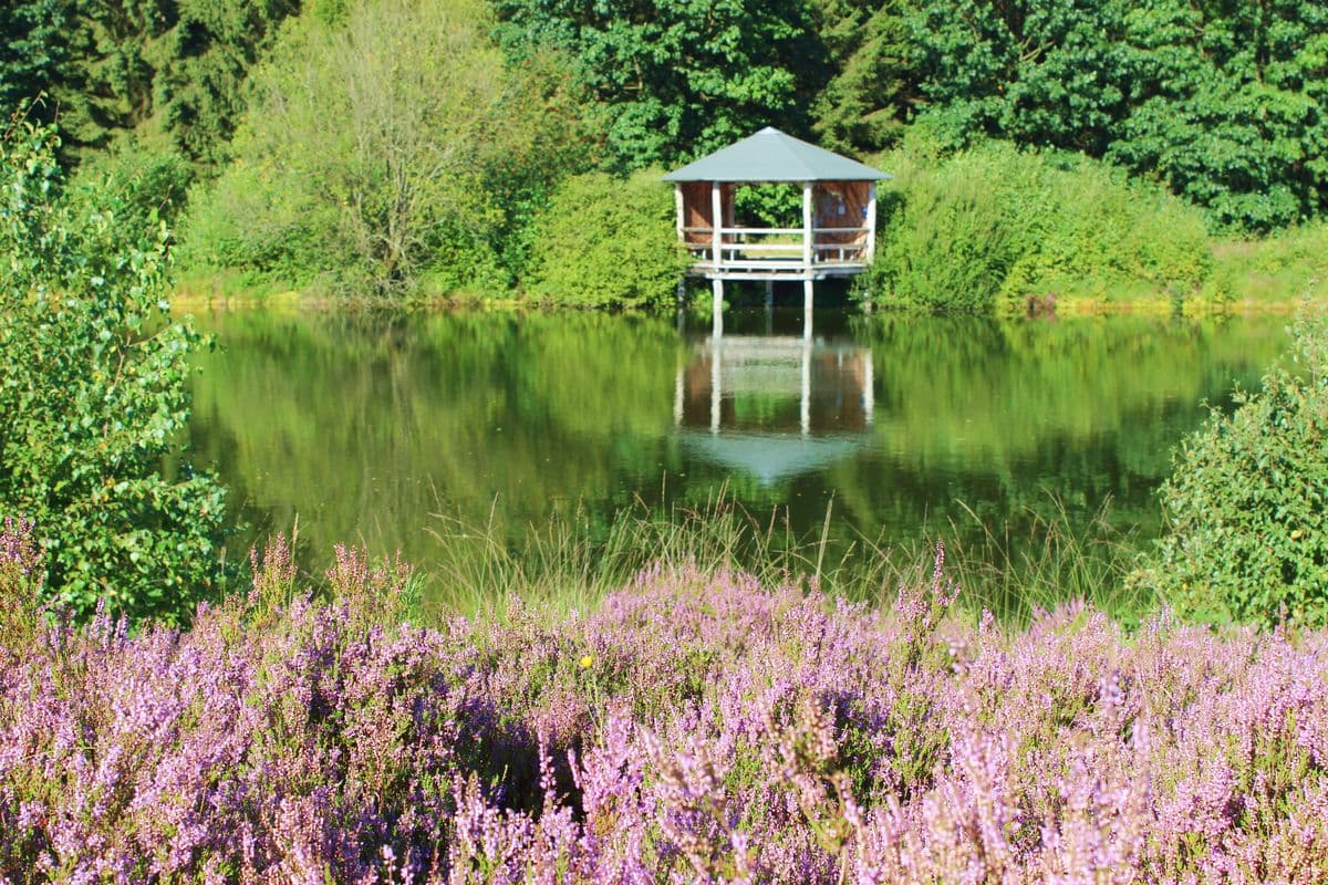 Angelbecksteich bei Hermannsburg, Naturpark Südheide