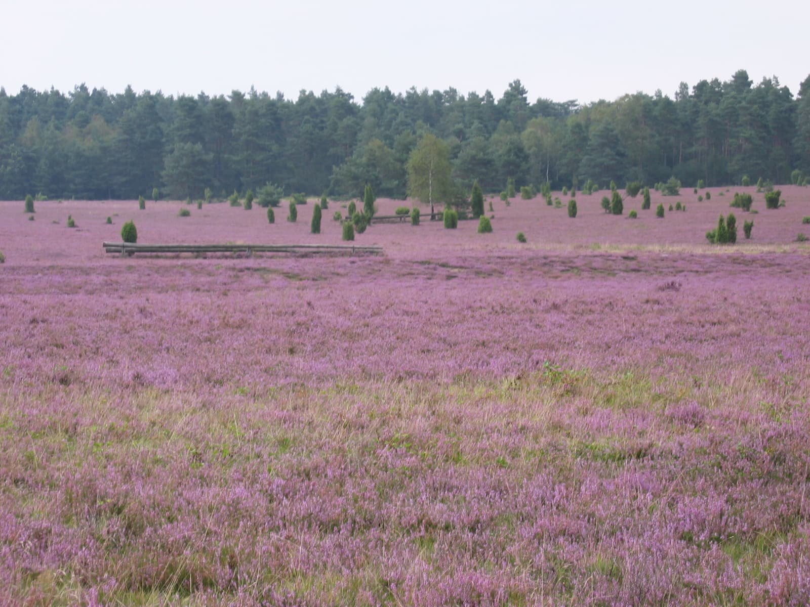 Heidefläche bei Tiefental