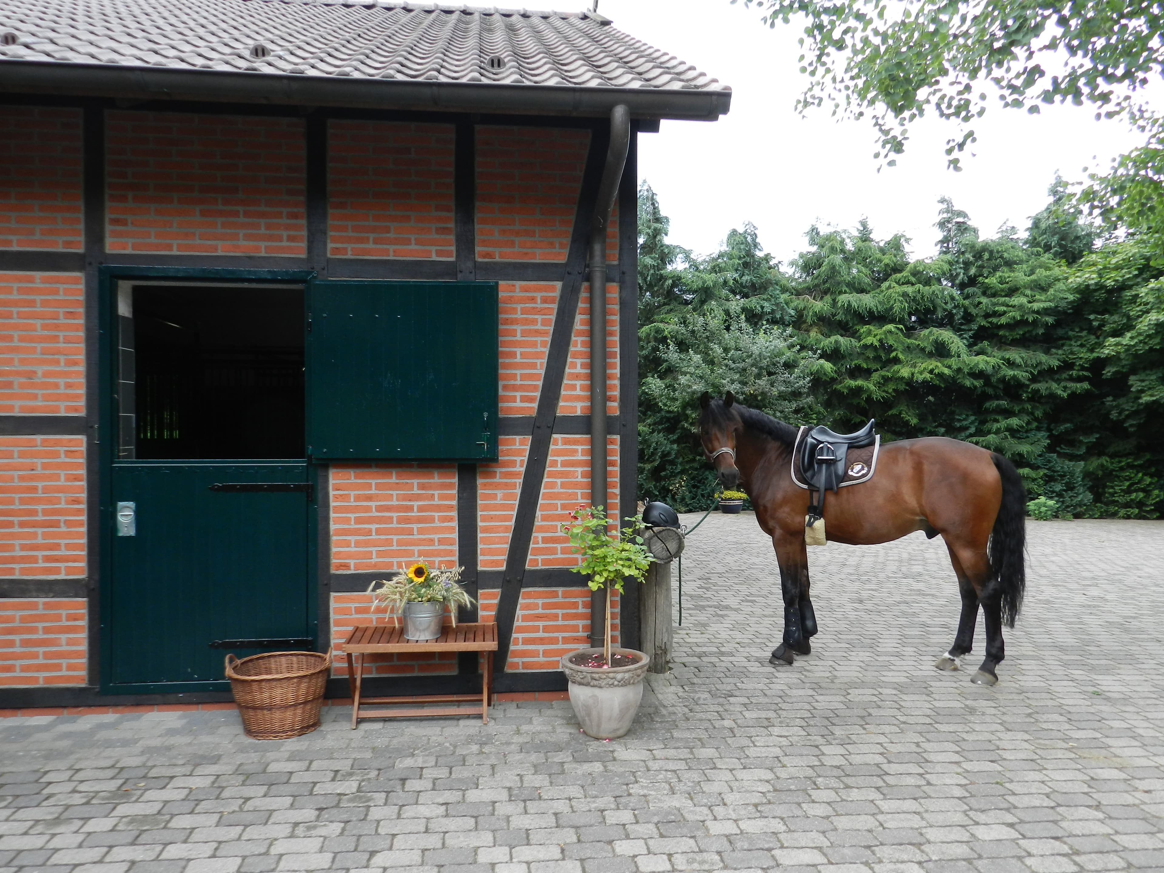 Pferdeboxen Pension Buchenhof Nordheide