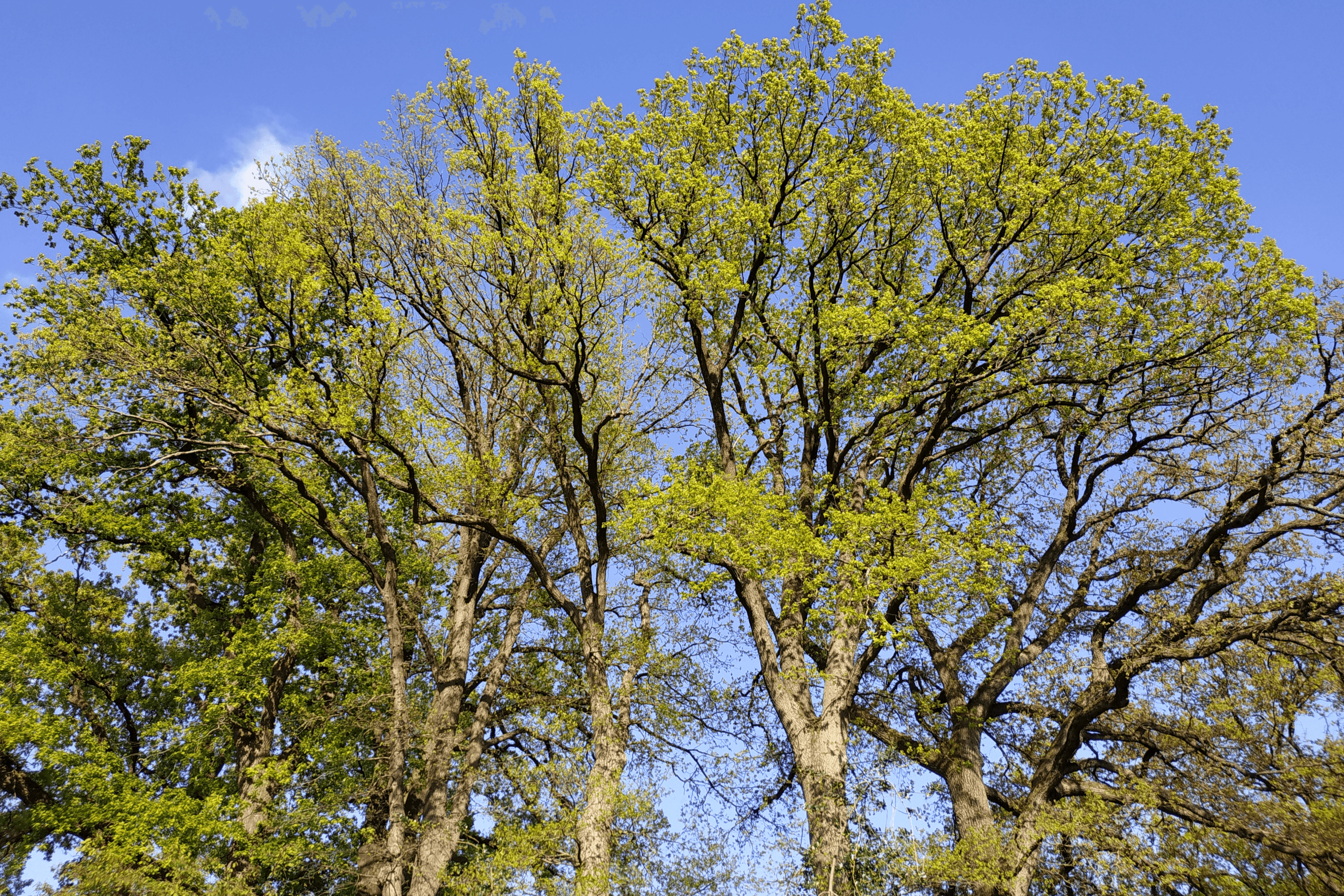 Garten der Ferienwohnung Bernsteinstube in Hermannsburg