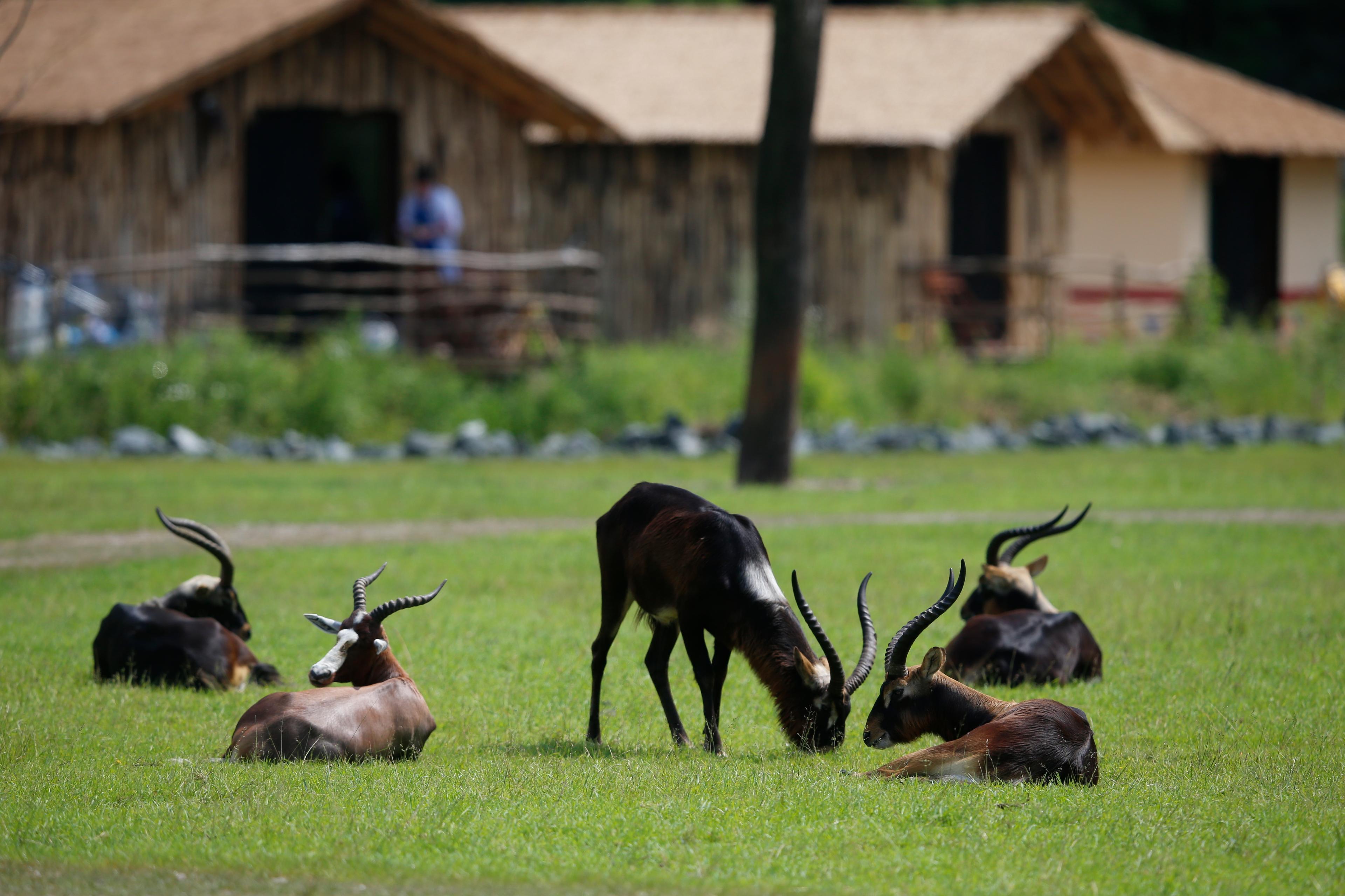 Ausblick von den Masai Mara Hotel Lodges im Serengeti-Park