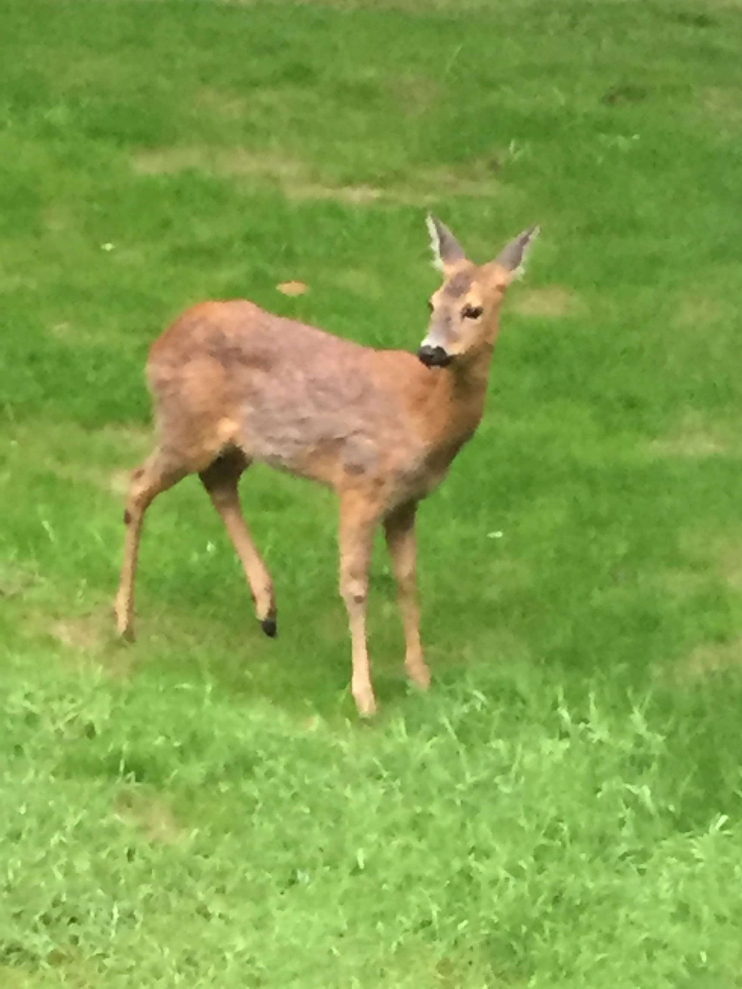 freundlicher Waldbewohner im Traumwaldhaus