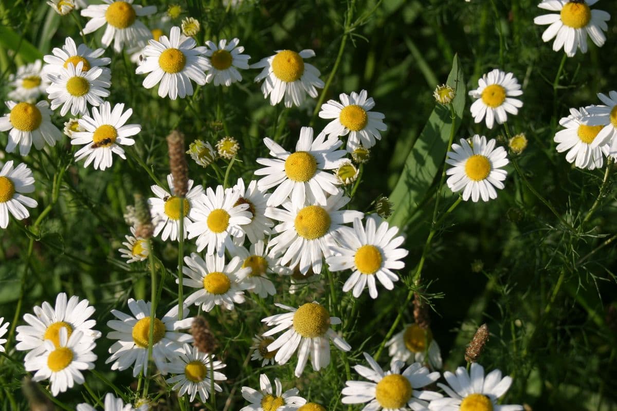 Ferienwohnung Hartmann