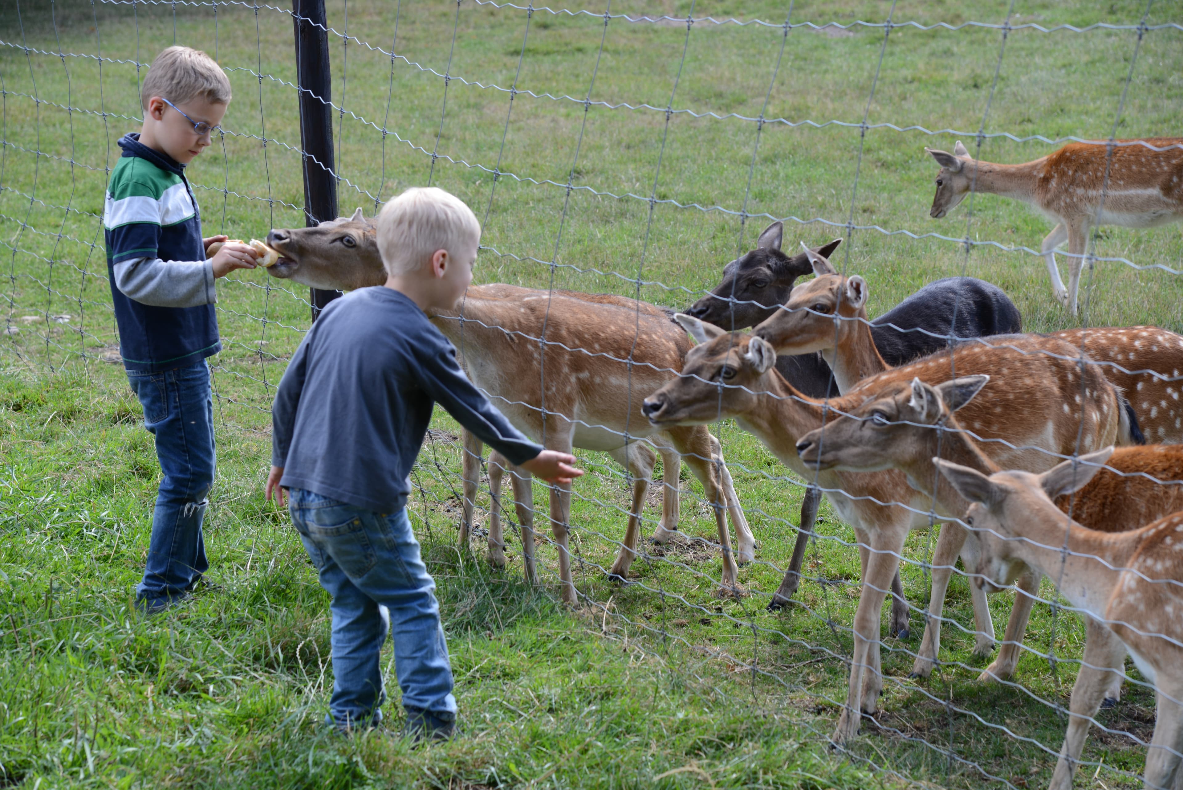 Damwild bei den Ferienwohnungen Gut Grasbeck in Walsrode