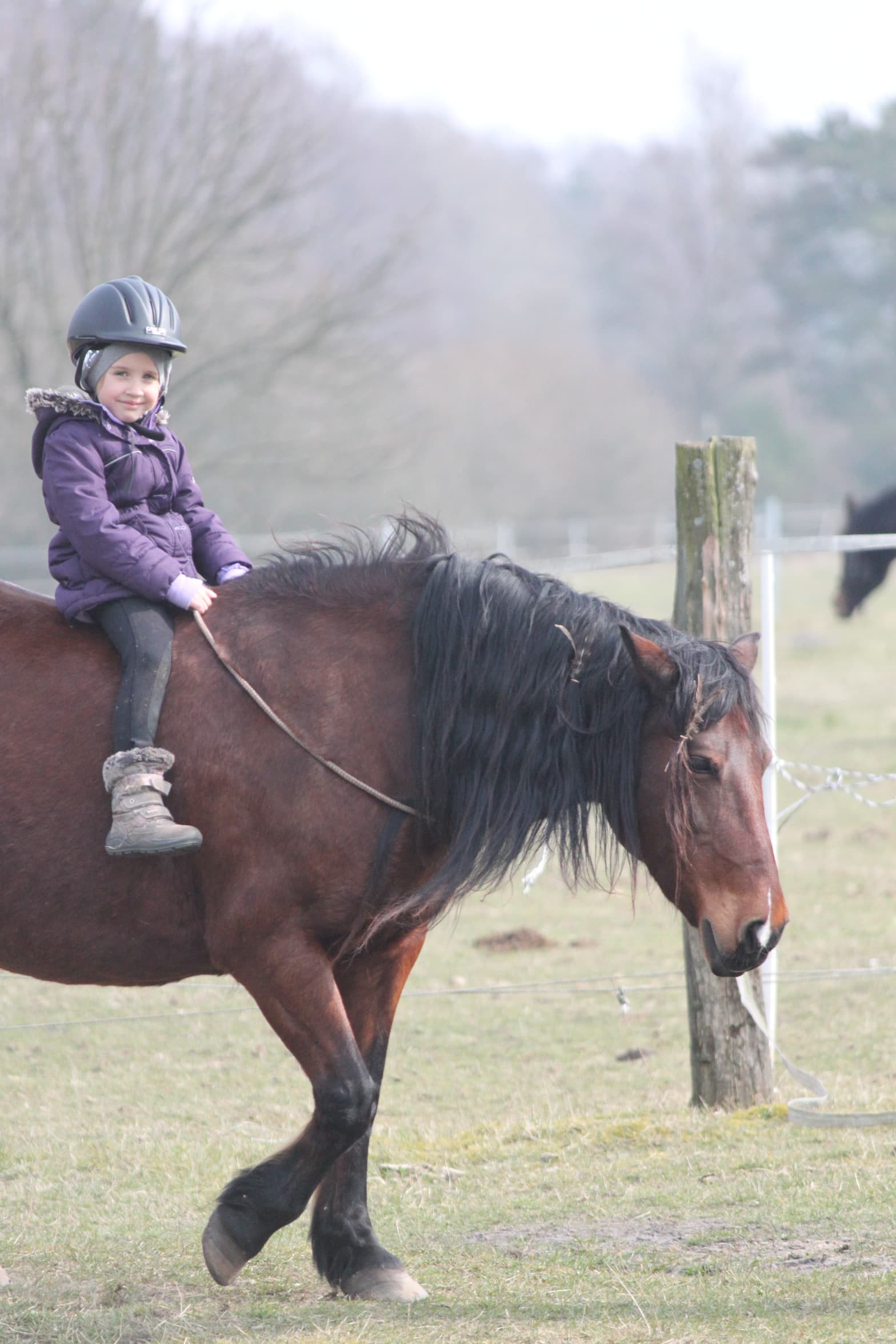 Pferd Filana der Kleinen Farm und Co in Tostedt