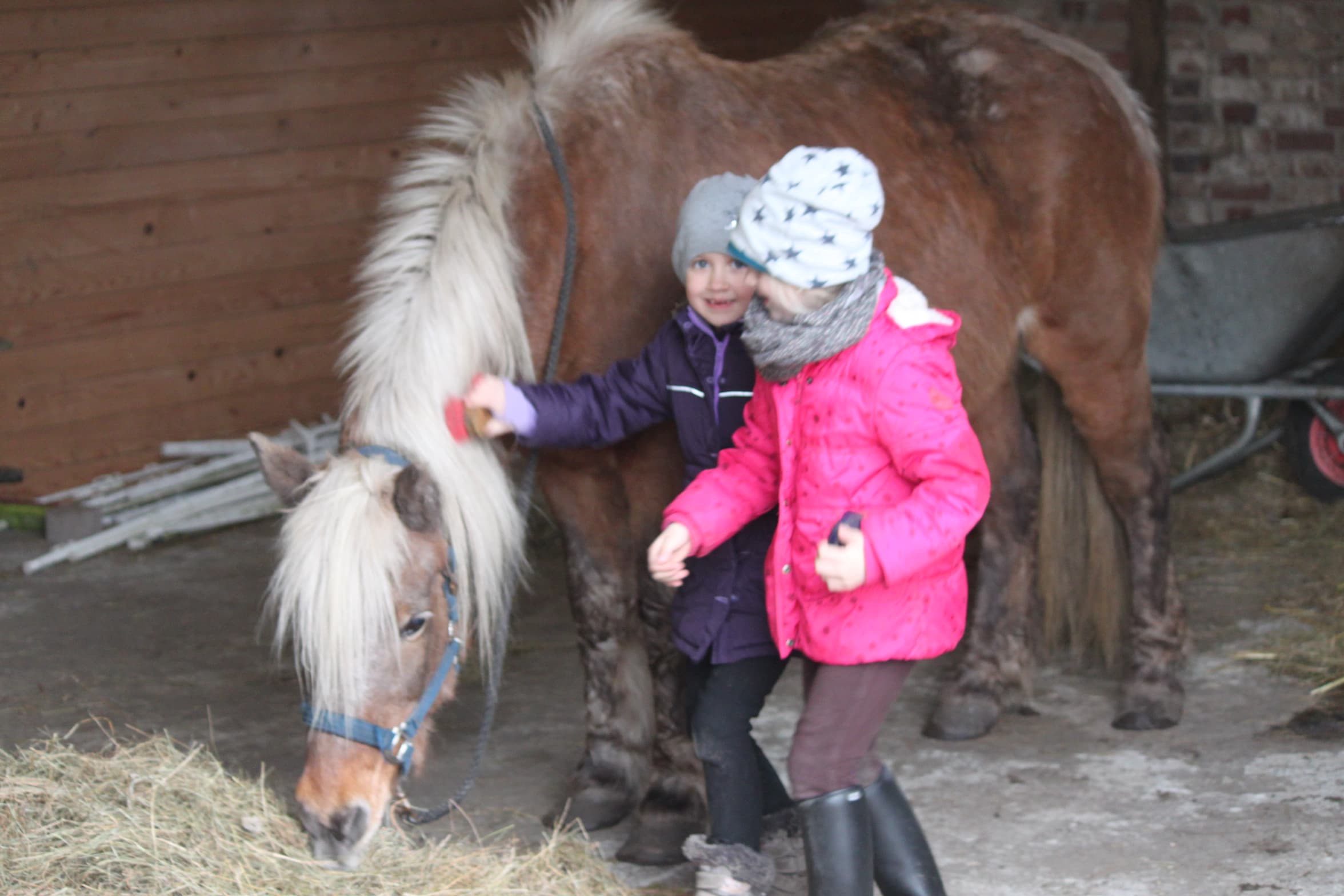 Reitkinder bei der Ponypflege auf der Kleinen Farm und Co in Tostedt