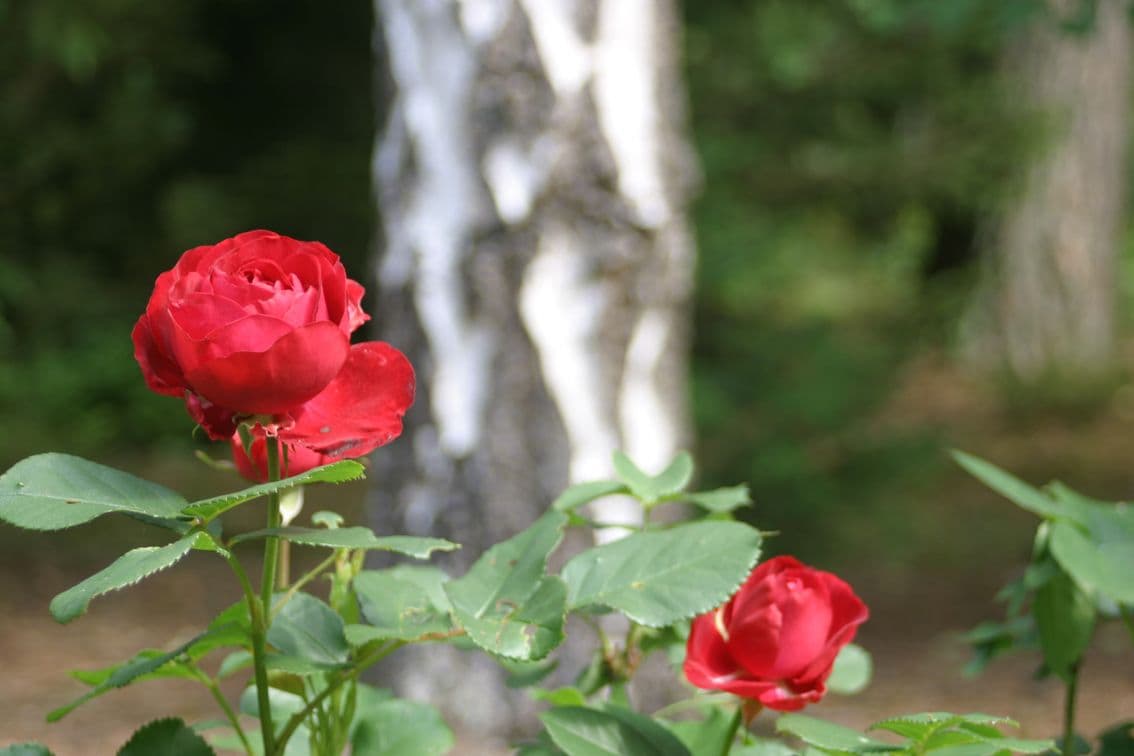 Ferienwohnung Am Hasenberg