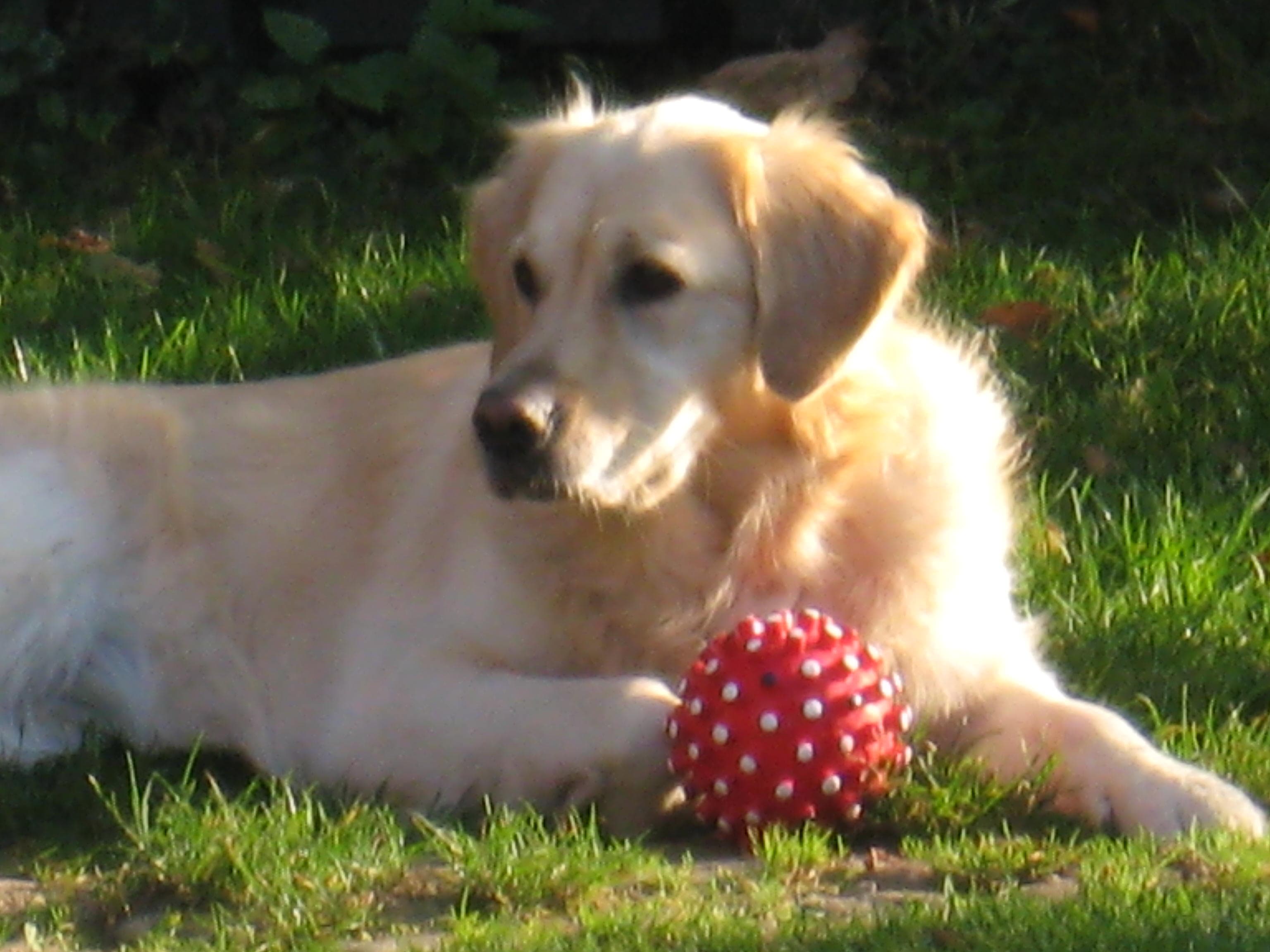 Hund Rosalie auf Hof Bollerbü