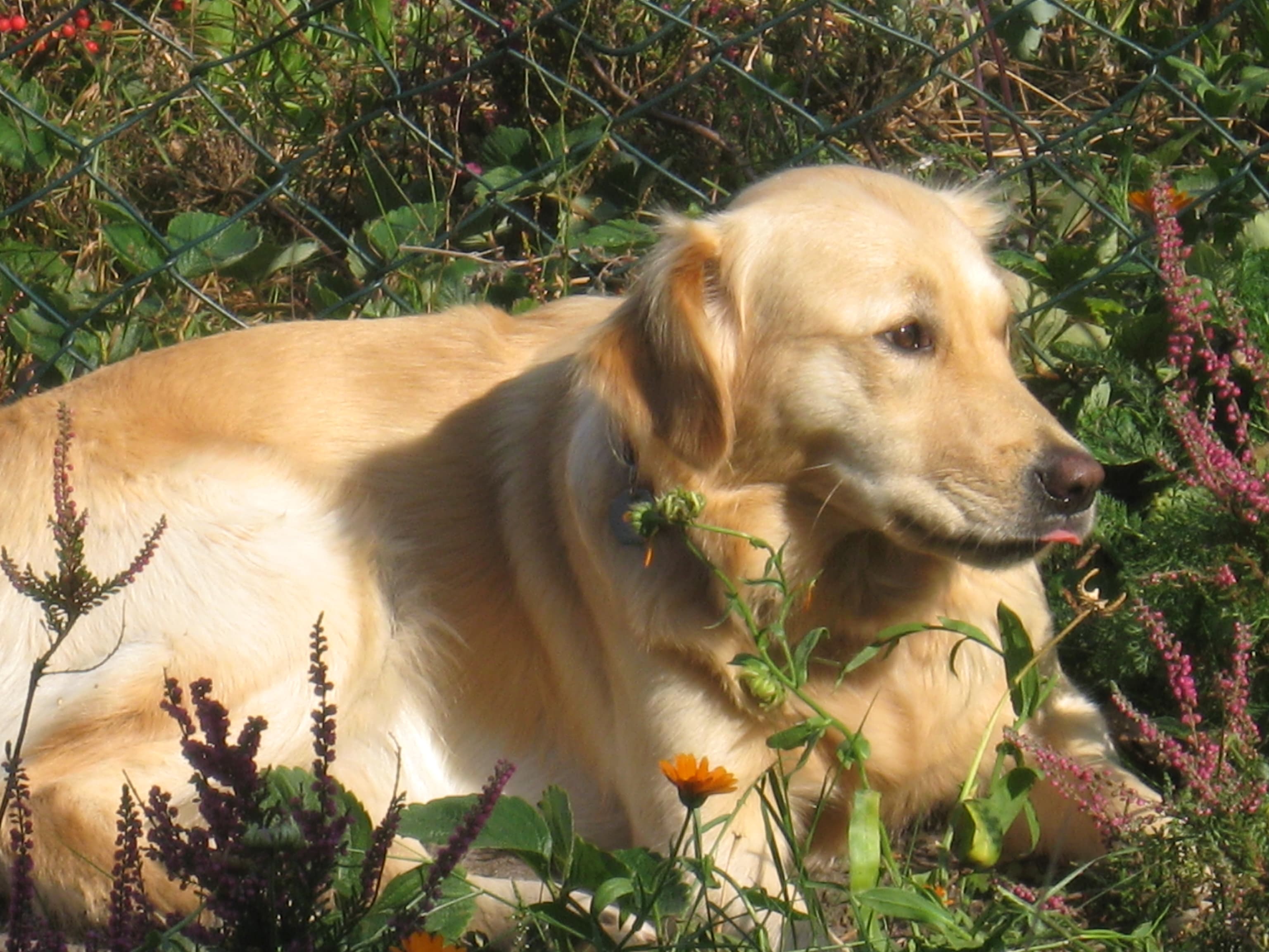 Hund Lina auf Hof Bollerbü