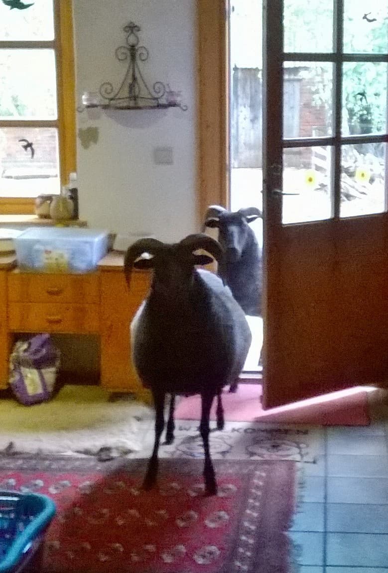 Neugierige Schnucken....