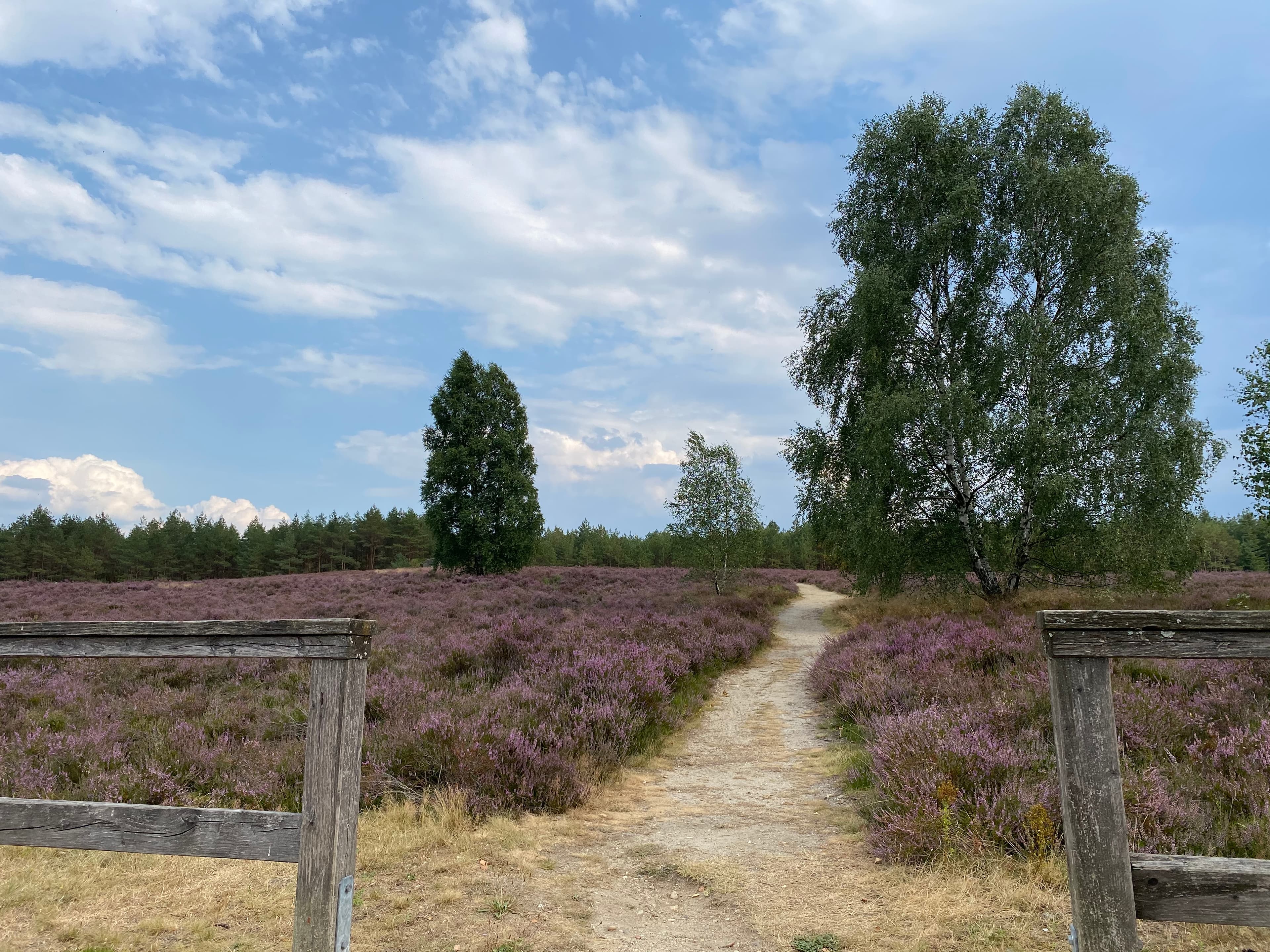 Heide in der Nähe vom Ferienhaus Südheide 2.0