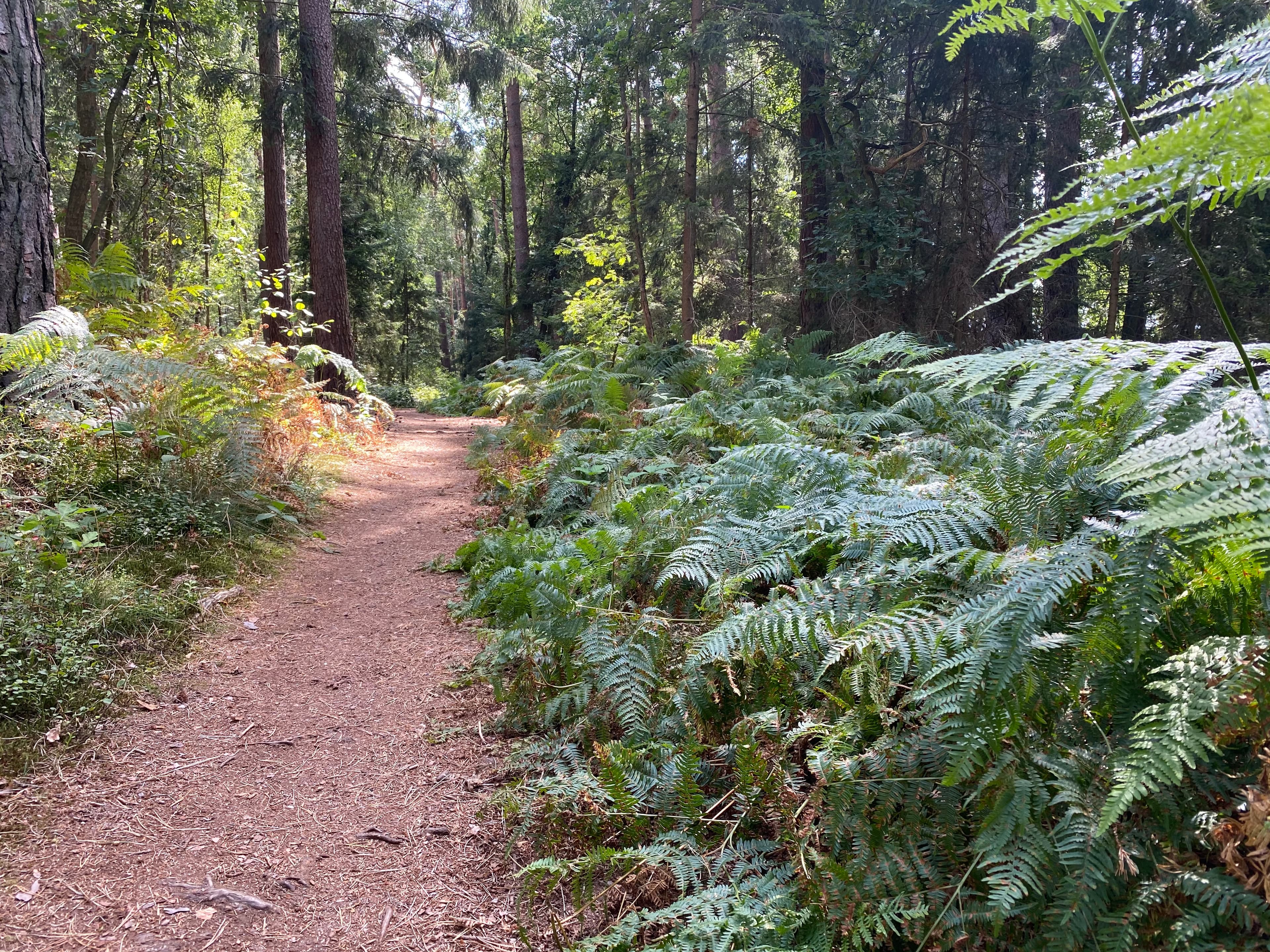 Wald in der Nähe vom Ferienhaus Südheide 2.0