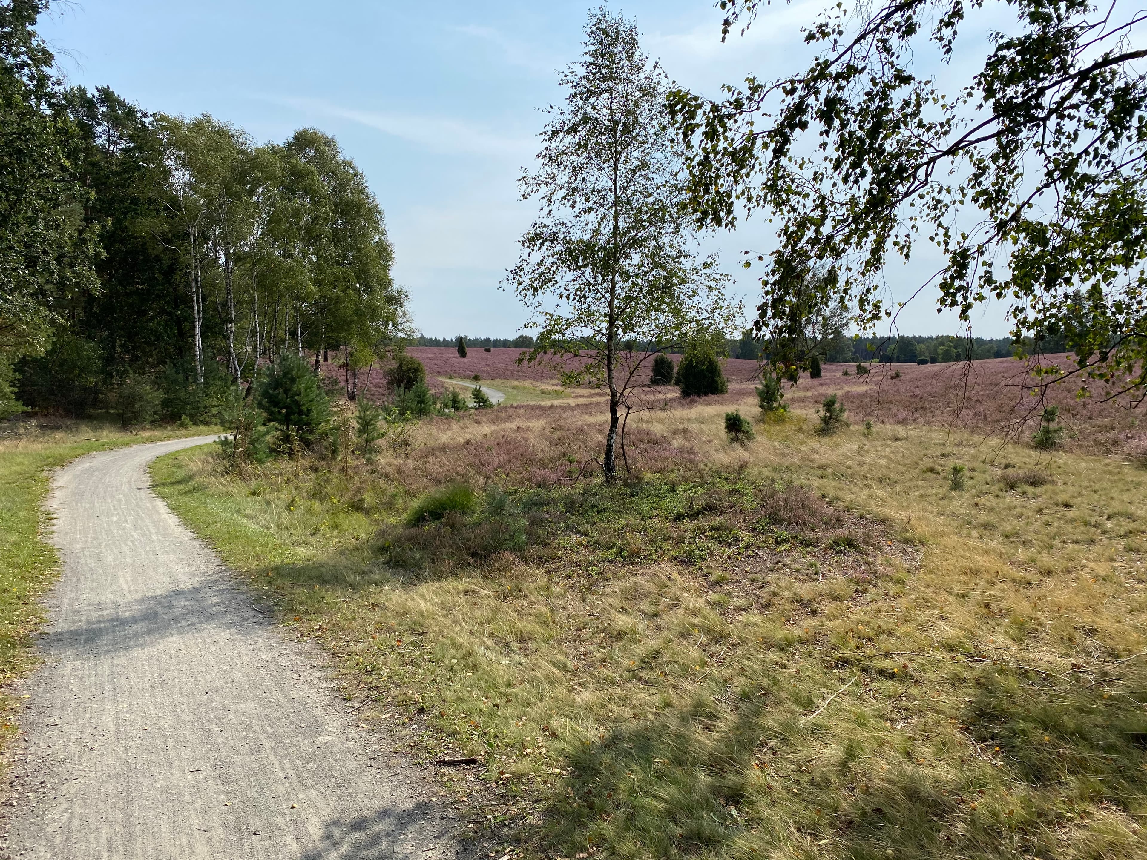 Rad- und Wanderweg in der Heide