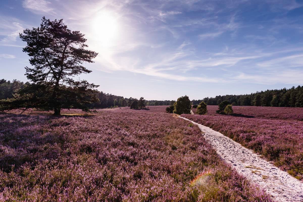 Misselhorner Heide beim Hotel Deutsches Haus