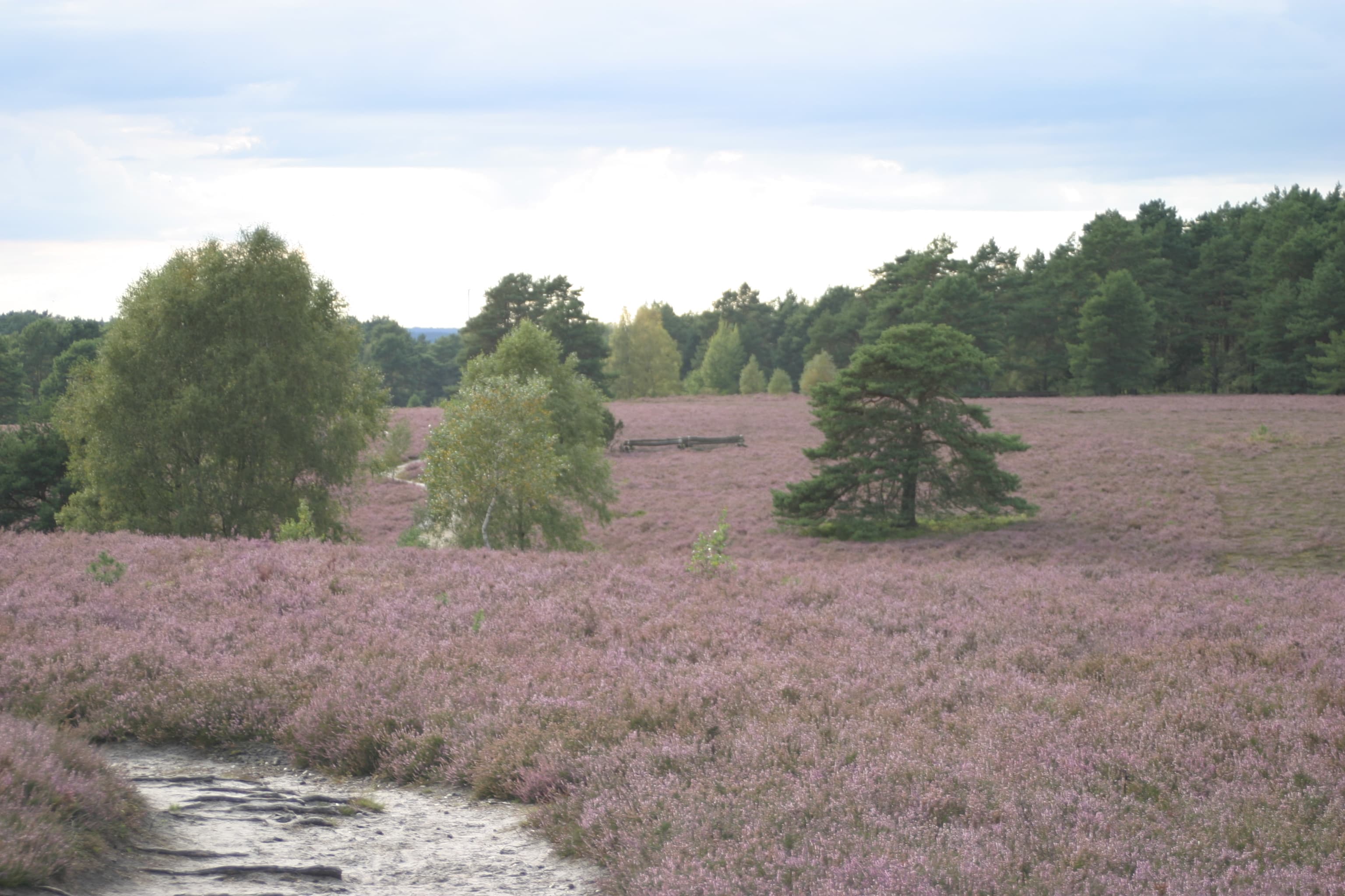 Misselhorner Heide an der Ferienwohnung Bruns