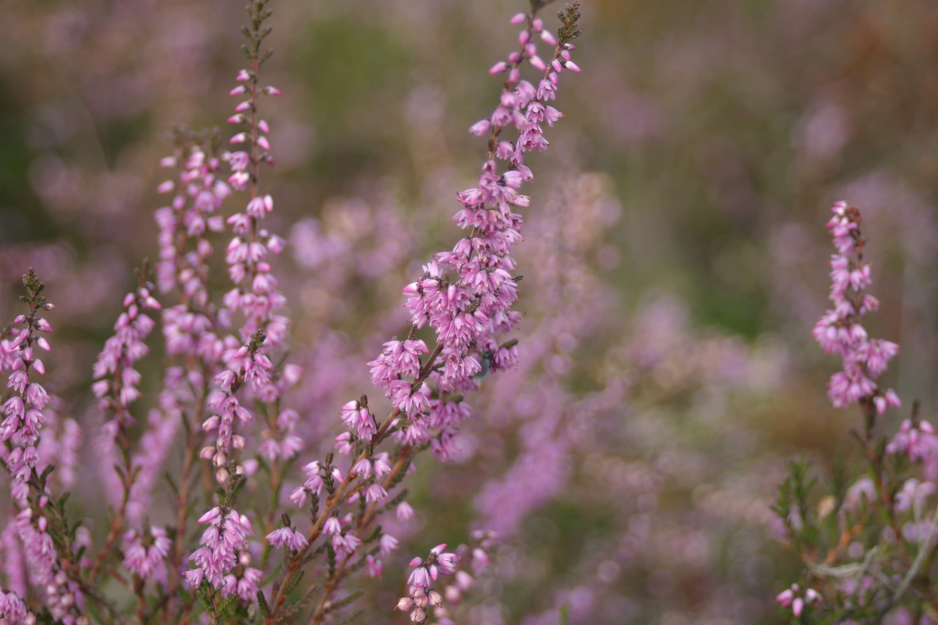 Heideblüte an der Ferienwohnung Bruns