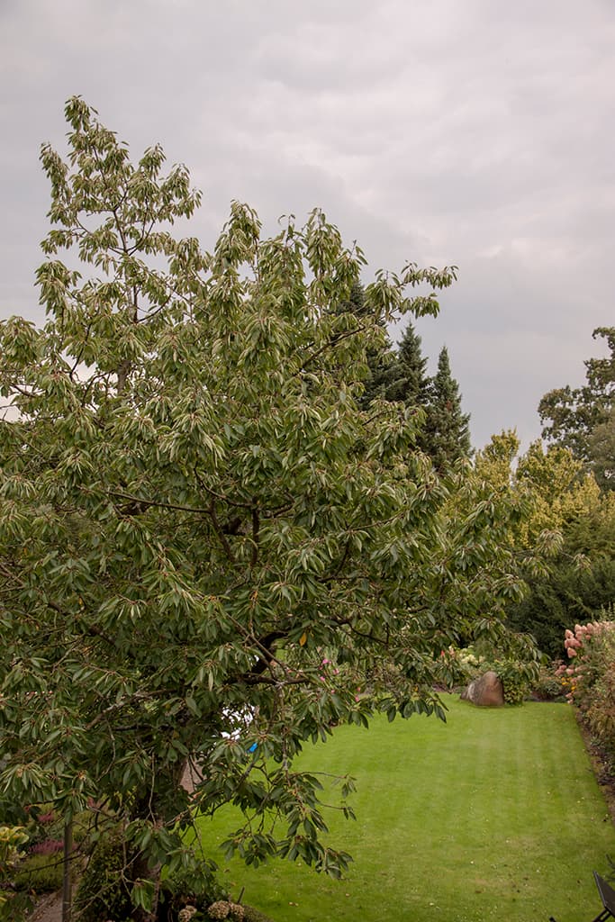 Blick vom Balkon in den Garten Ferienwohnung Bußmann