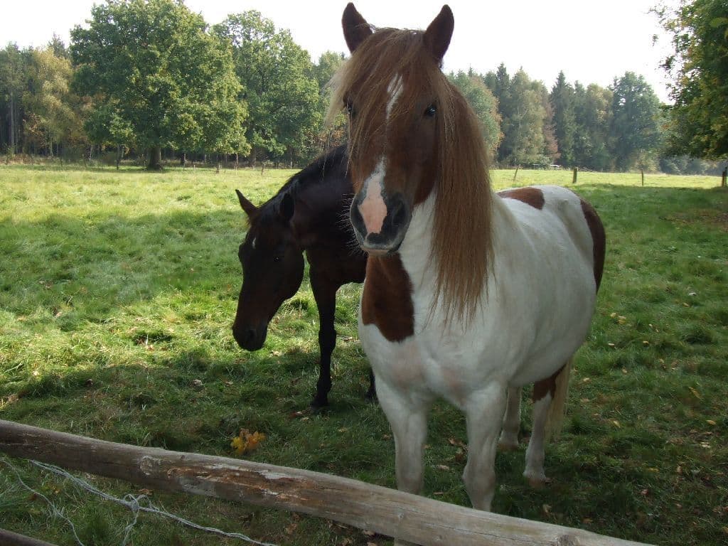 Ferienhof Steinbruch Wietzendorf 6