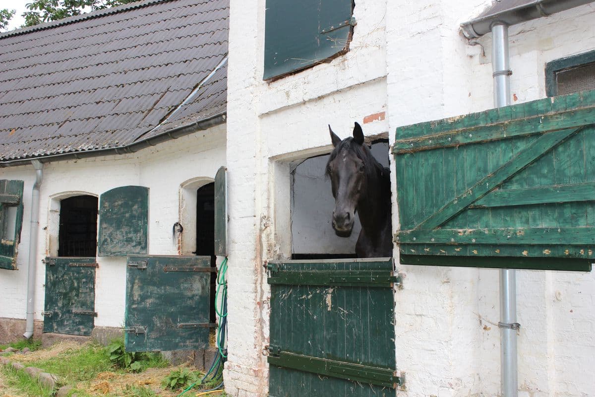 Reiterhof Witthof