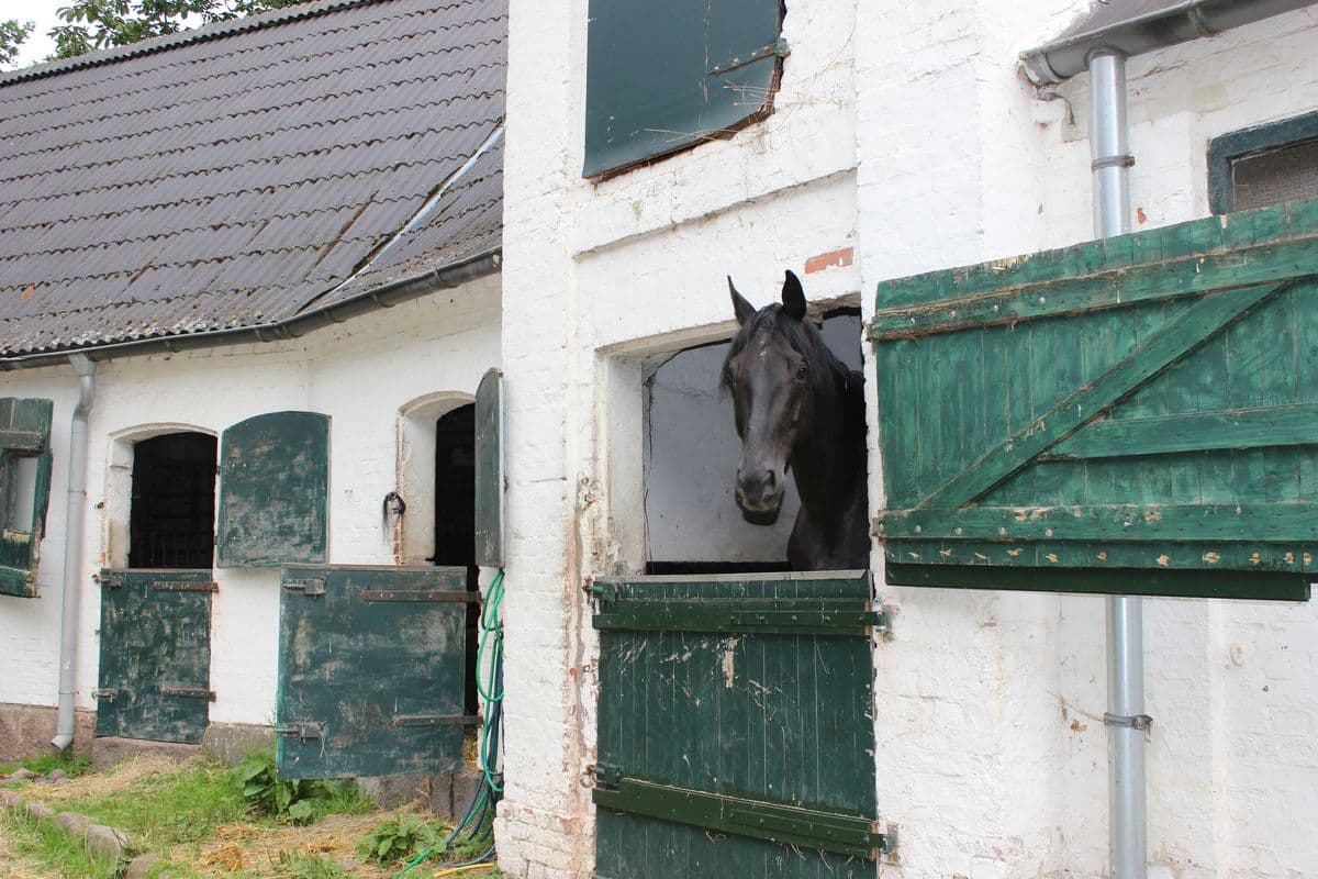 Stallungen Reiterhof Witthof