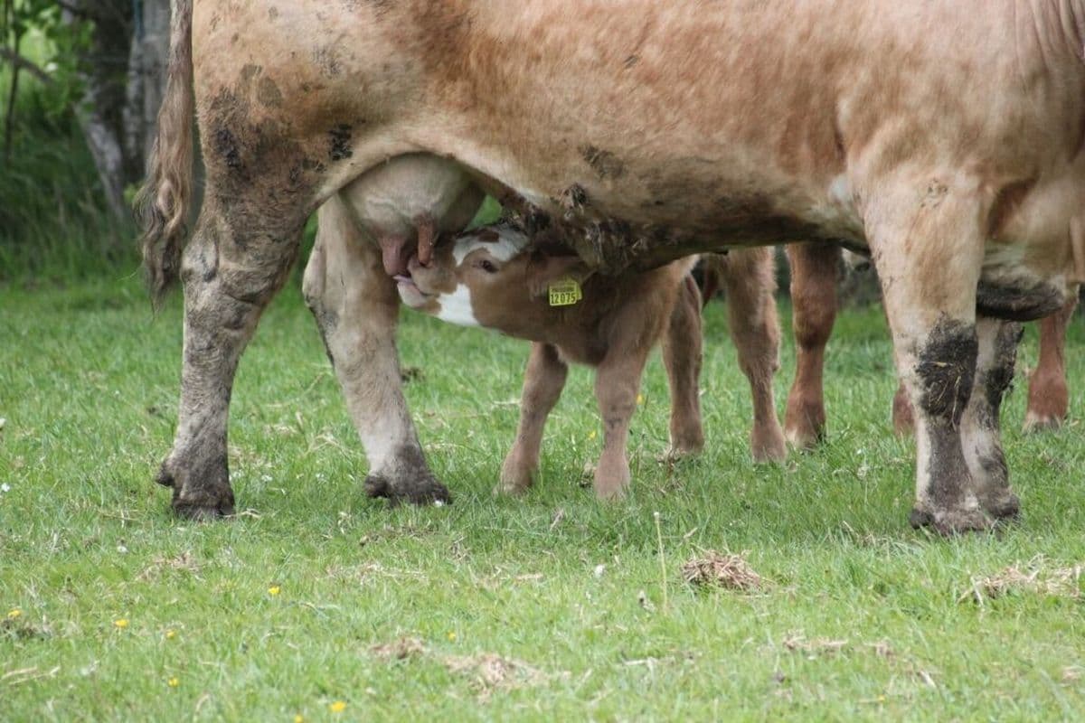 Ferienwohnung Schwein gehabt
