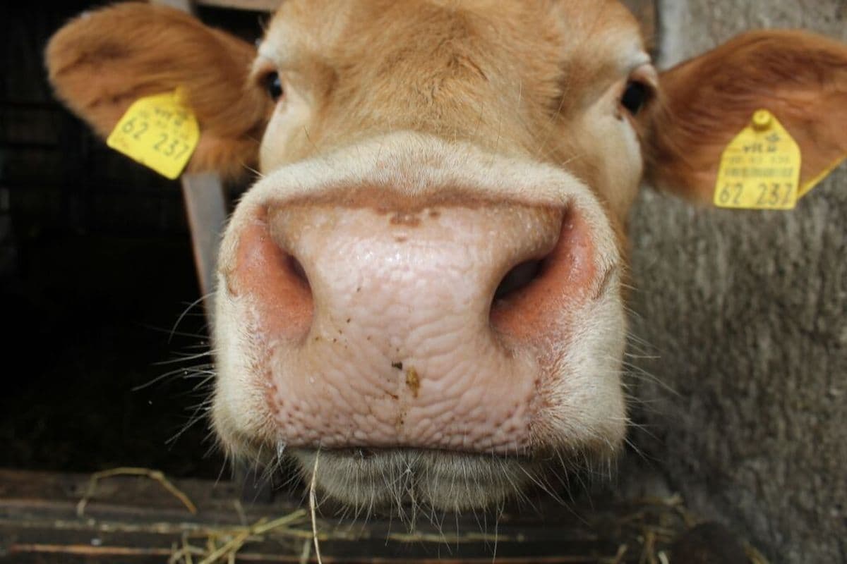 Ferienwohnung Schwein gehabt