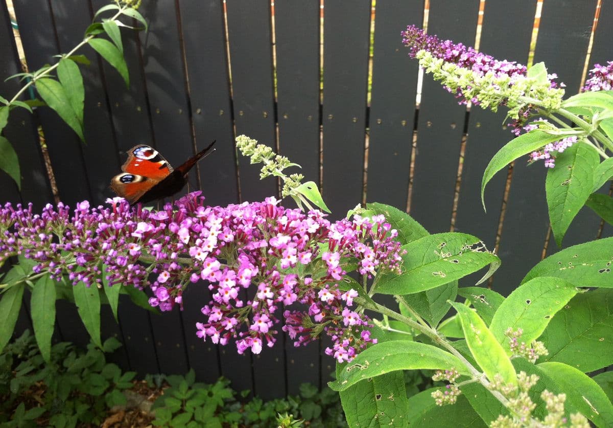 Ferienhaus " Dat Huuske" |&nbsp; Schmetterling