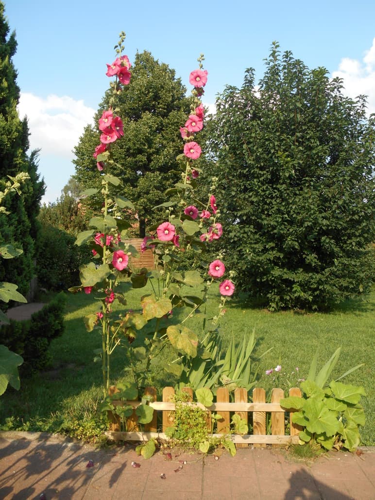 Garten der Ferienwohnung Crow Valley in Hösseringen