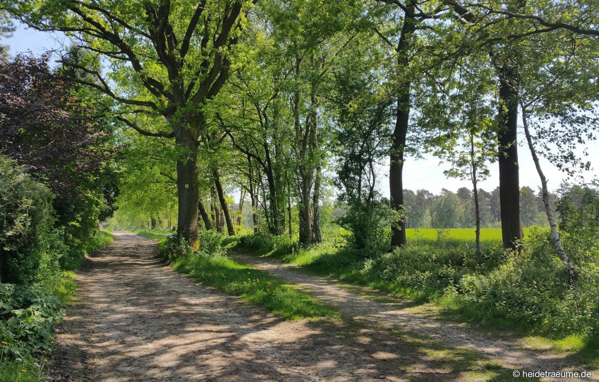 Heidschnucken-Wanderweg direkt am Heideträume Appartements in Undeloh