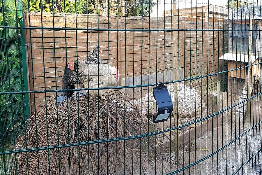 Tierische Nachbarn in der Ferienwohnung Quast in Hanstedt