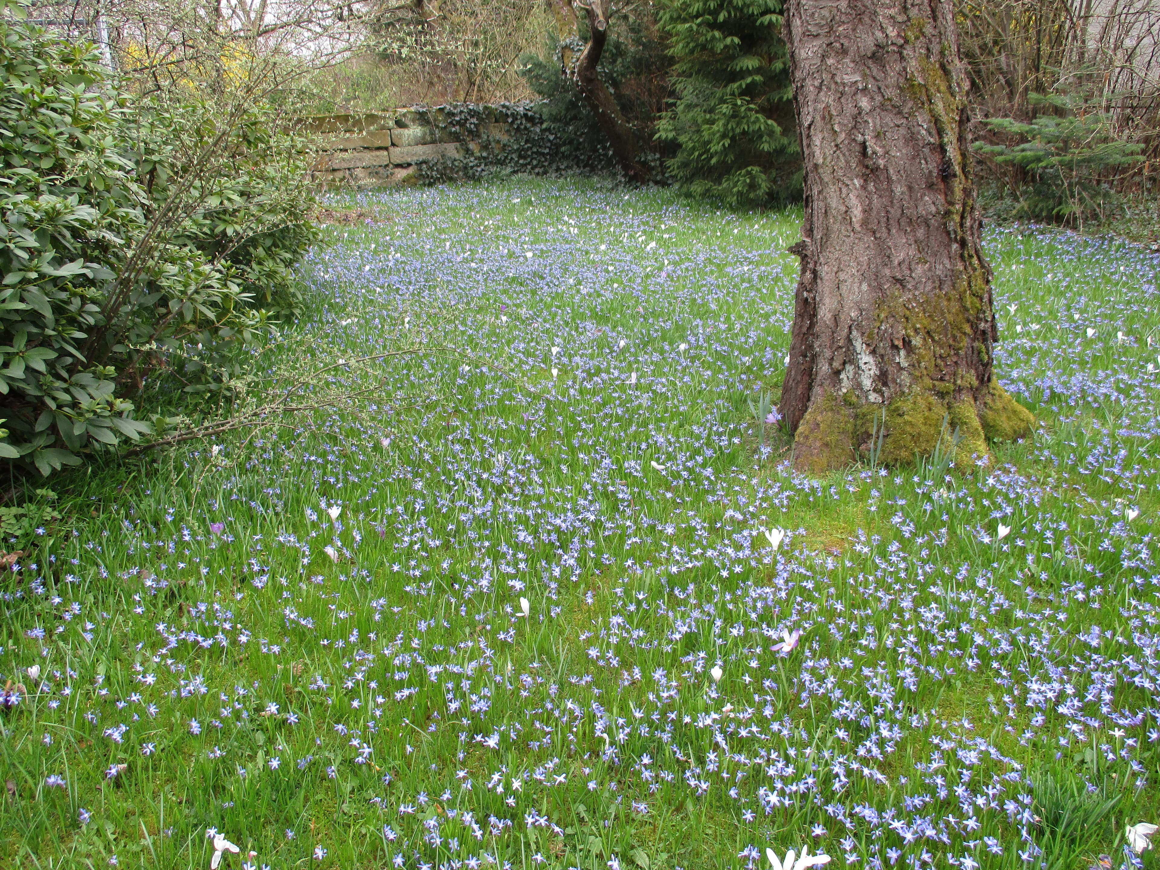 Gartenimpressionen