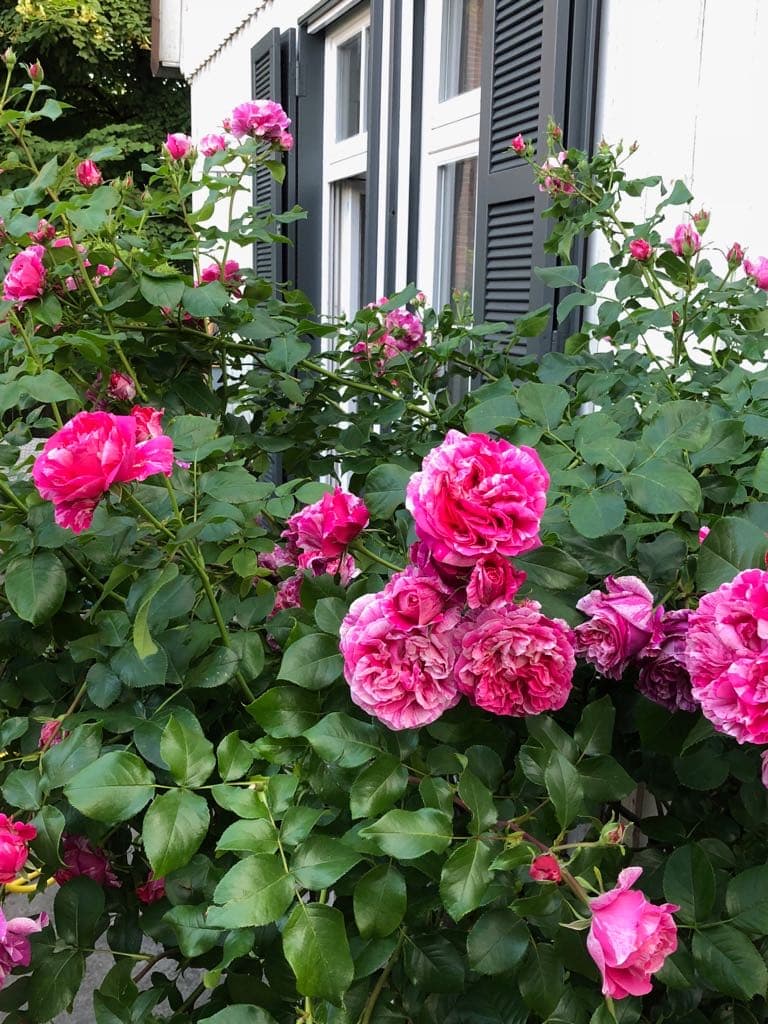 Historische Rose an der Terrasse der Ferienwohnung Meinecke in Celle