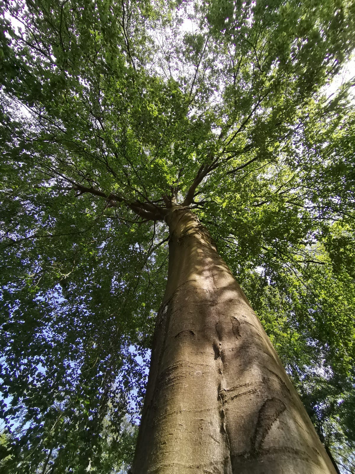 Unsere große Buche der Ferienwohnung Zur großen Buche in Munster