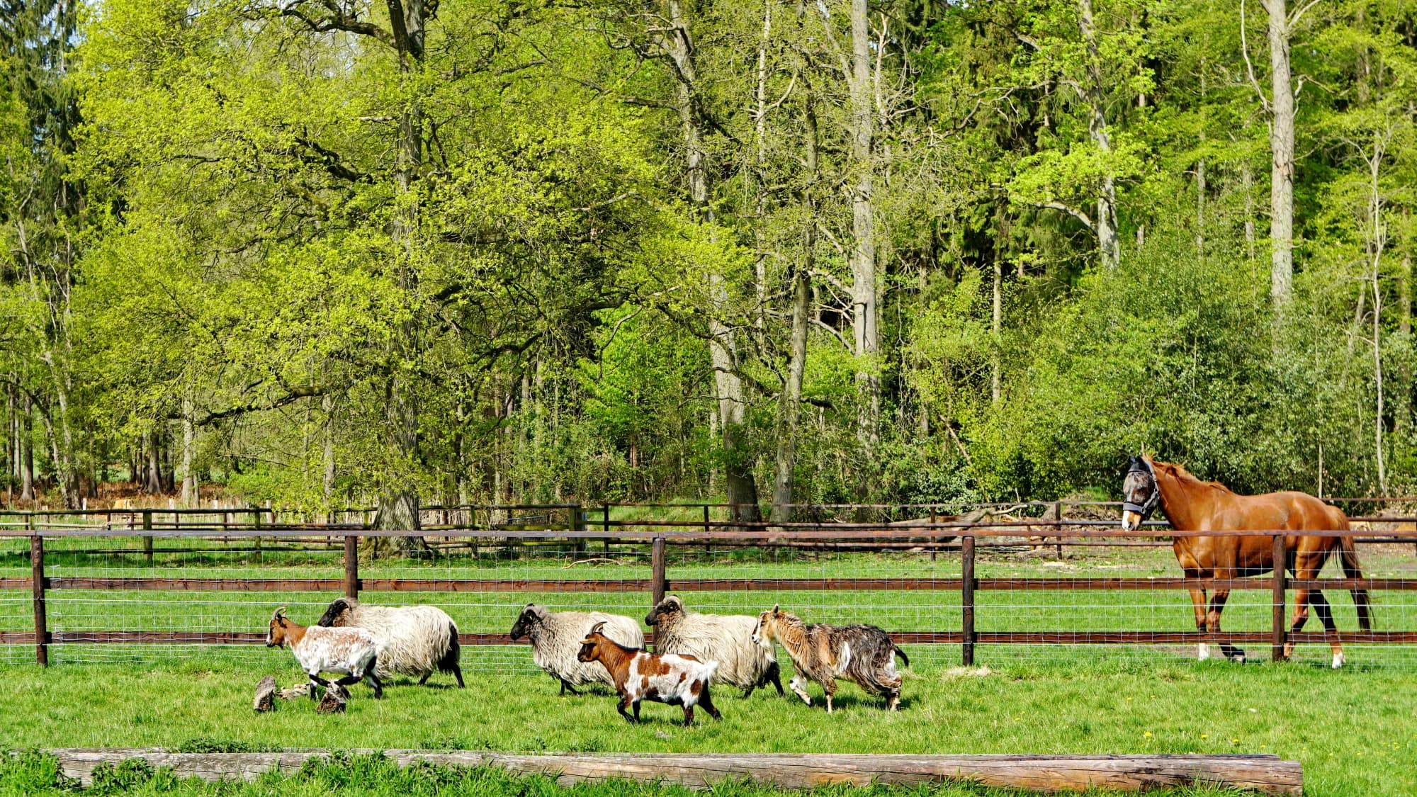 Tiere auf der Weide