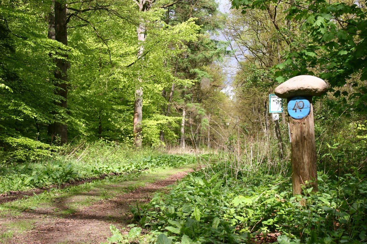 der Blaue Waldpfad in Lintzel