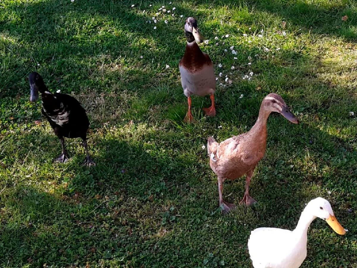 Federvieh der Fewo Helmsstraße II in Ebstorf