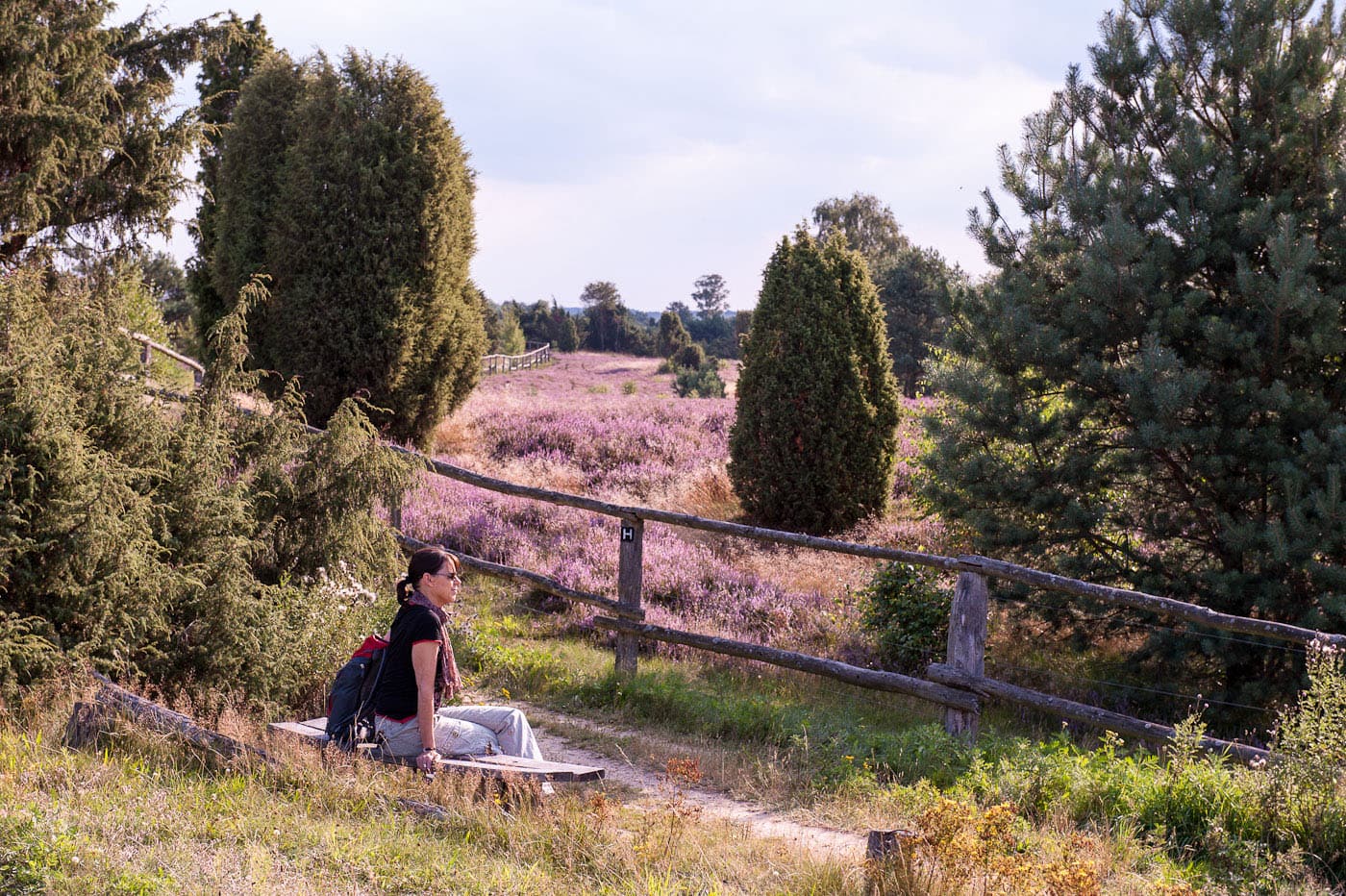 Heideblüte im Naturschutzgebiet der Lüneburger Hei