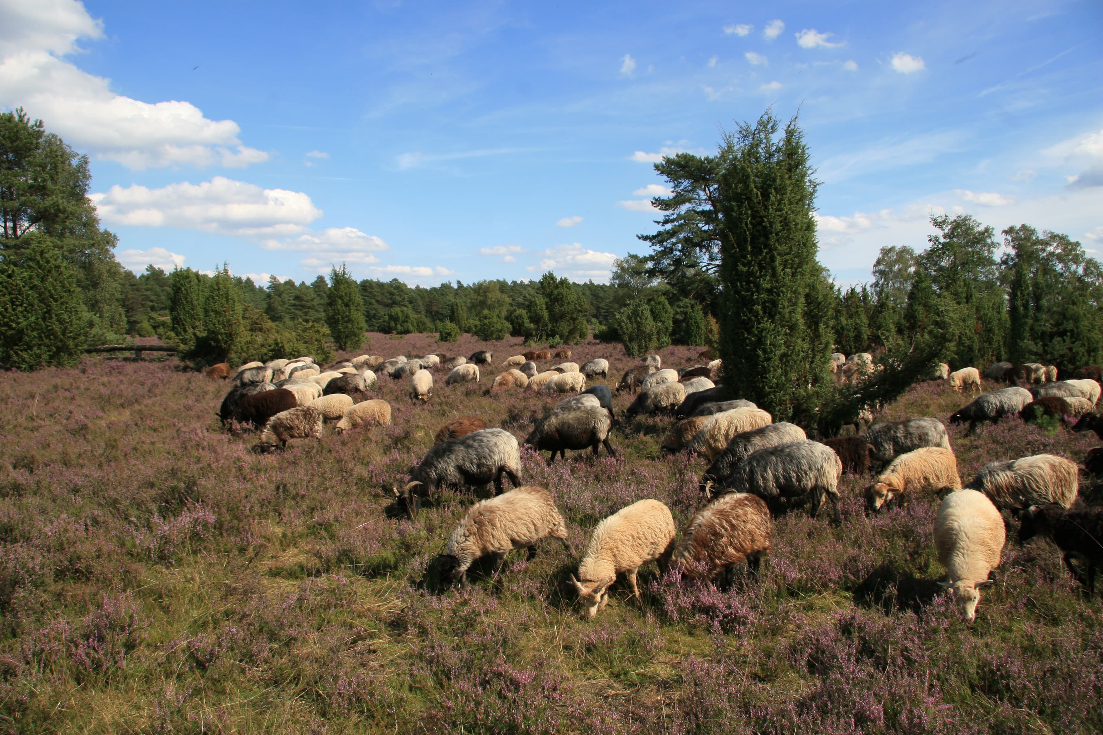 Schnuckenherde in der Heide